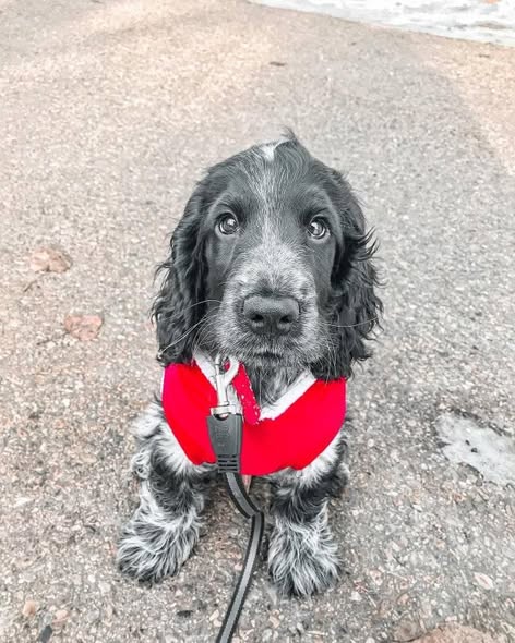 Rosie – Golden Roan English Cocker Spaniel