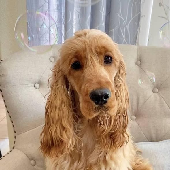 Belle – Liver Roan English Cocker Spaniel