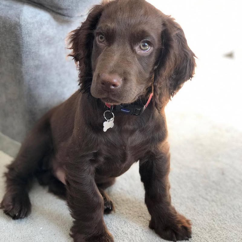 Ivy – Orange & White Parti English Cocker Spaniel Puppy
