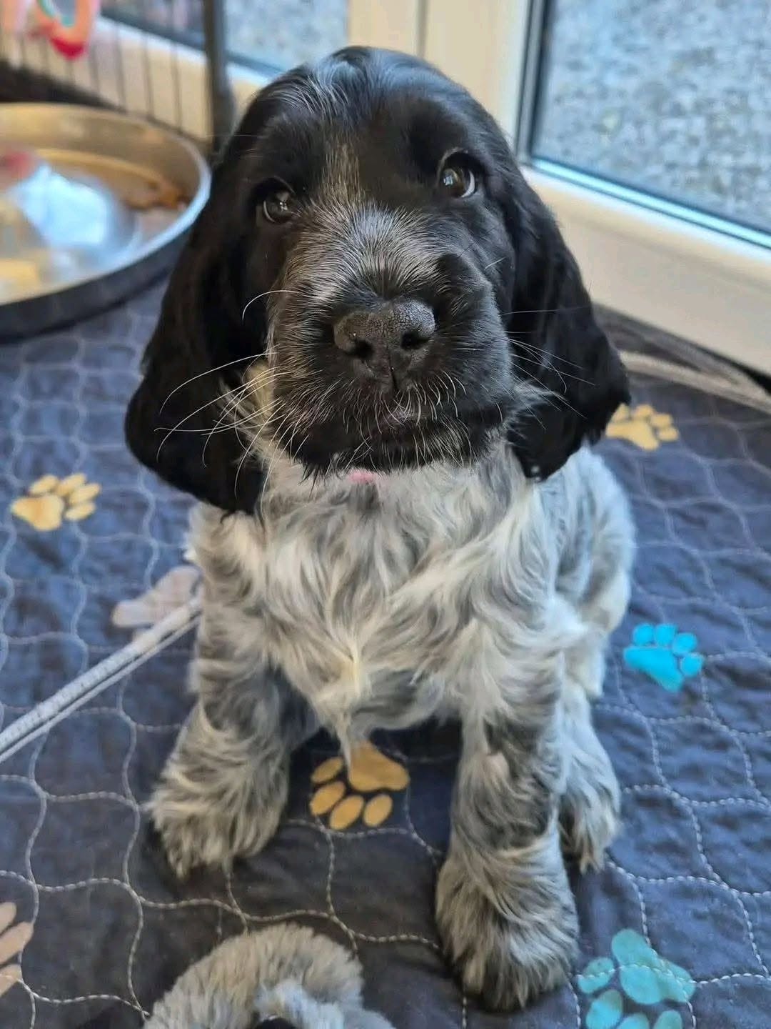 Chester – Black & White Parti English Cocker Spaniel