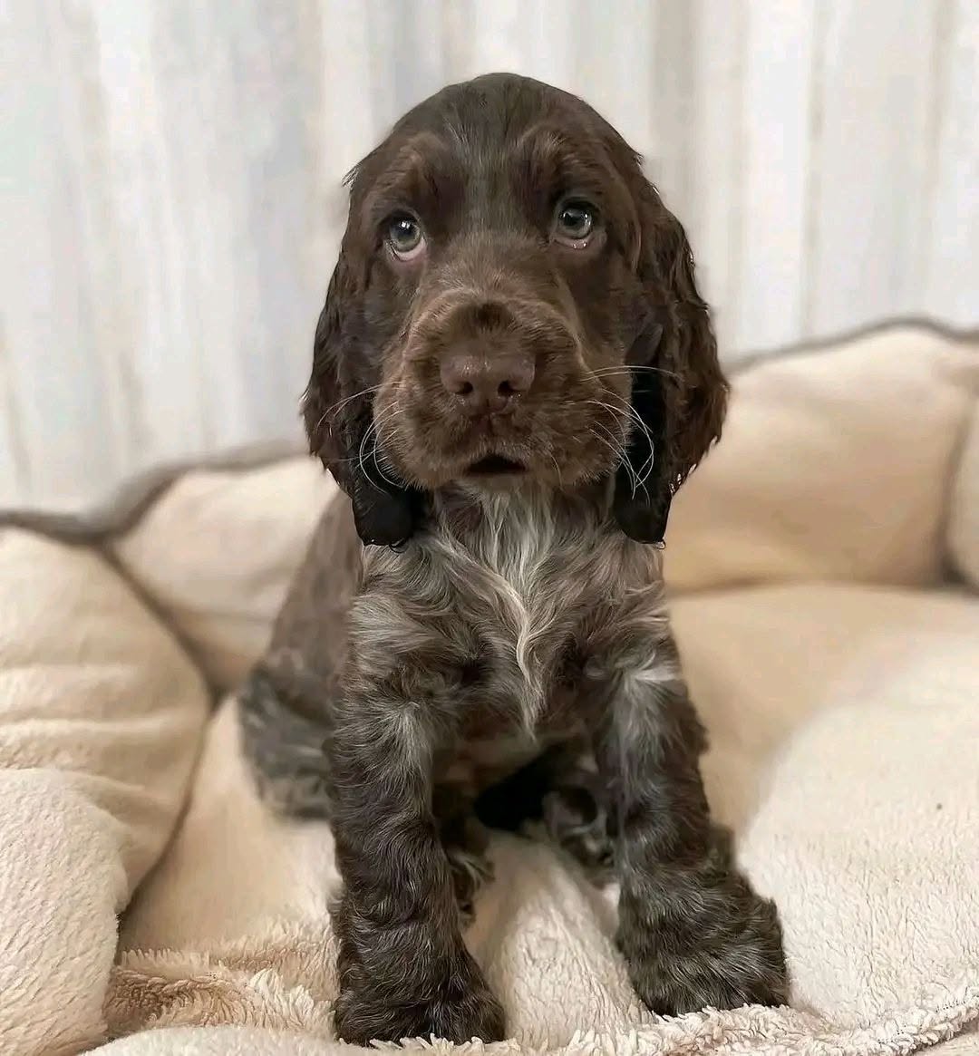 Jasper – Lemon Roan English Cocker Spaniel Puppy