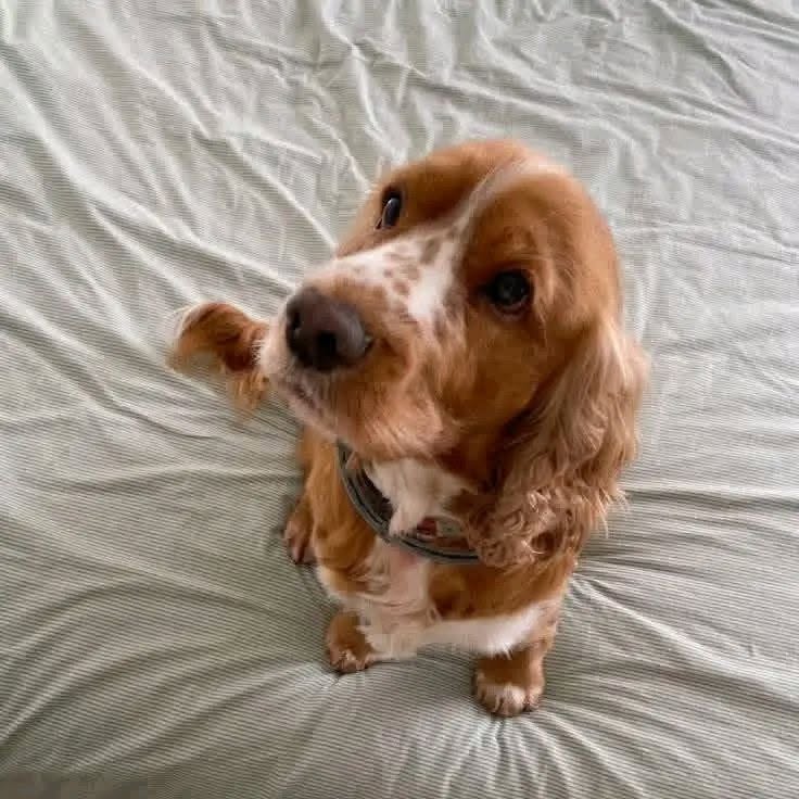 Rufus – Red / Golden Solid English Cocker Spaniel Puppy