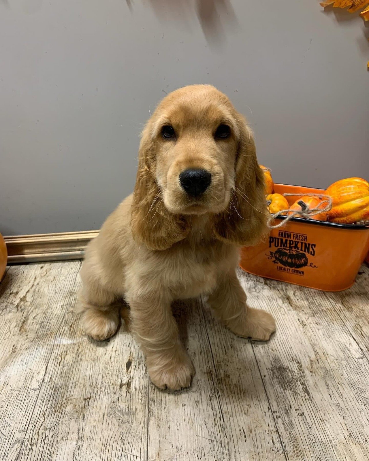 Joy – Golden / Apricot Cocker Spaniel