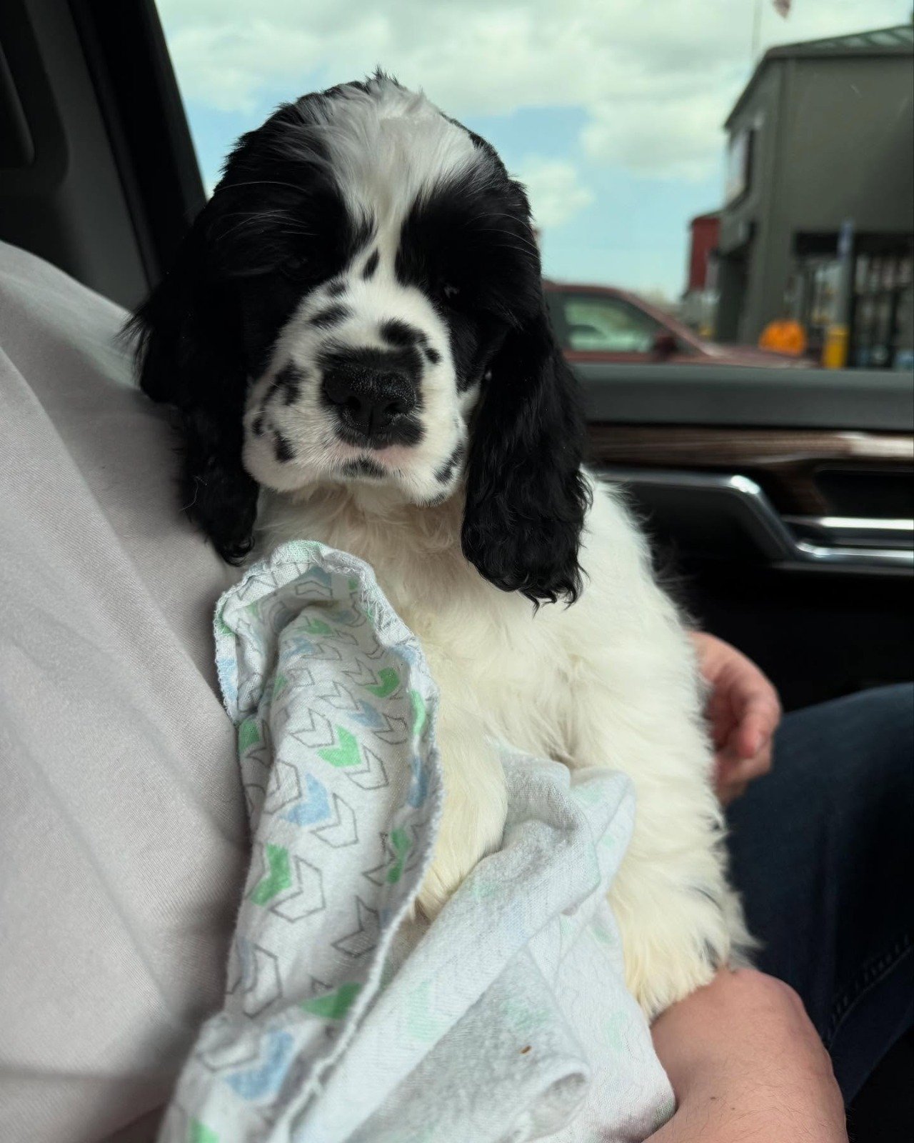 Chica – Black & White Parti Cocker Spaniel
