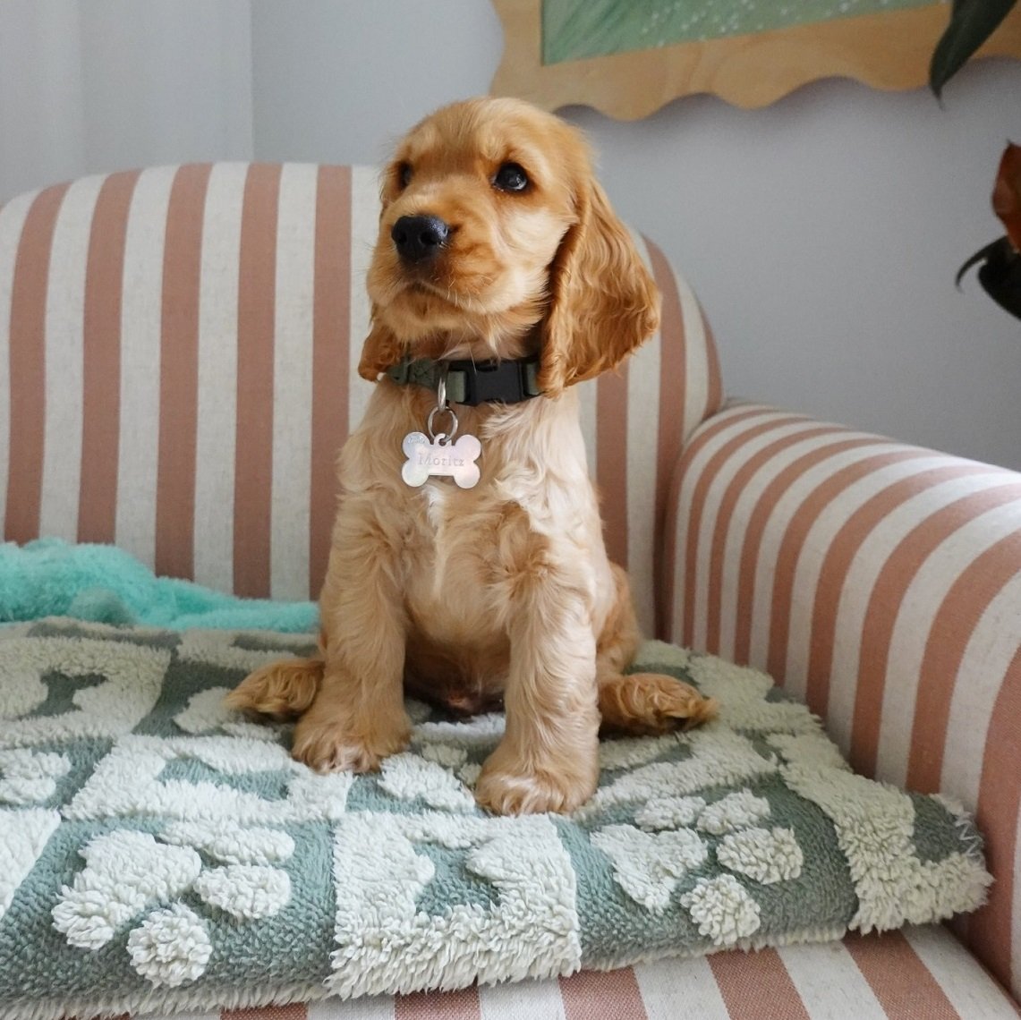 Maple – Light Apricot / Cream Cocker Spaniel Puppy