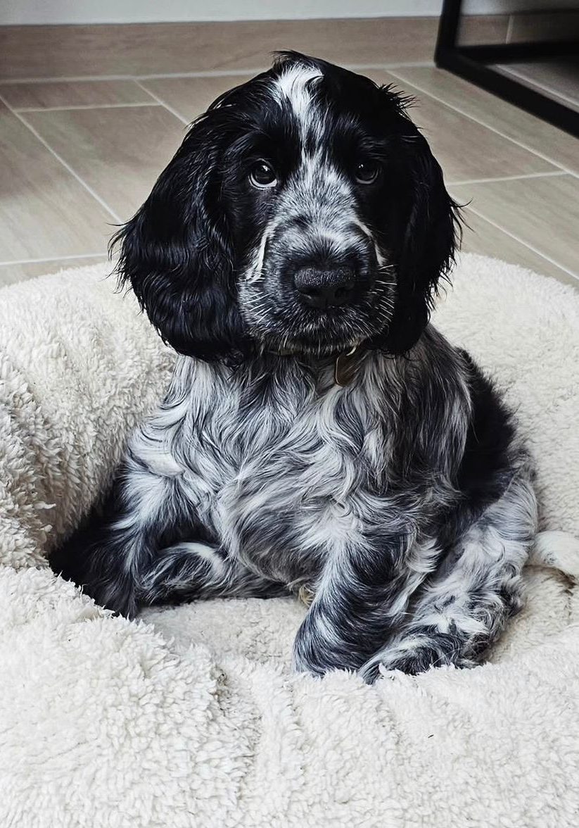 Dino – Dark Brown / Chocolate Cocker Spaniel