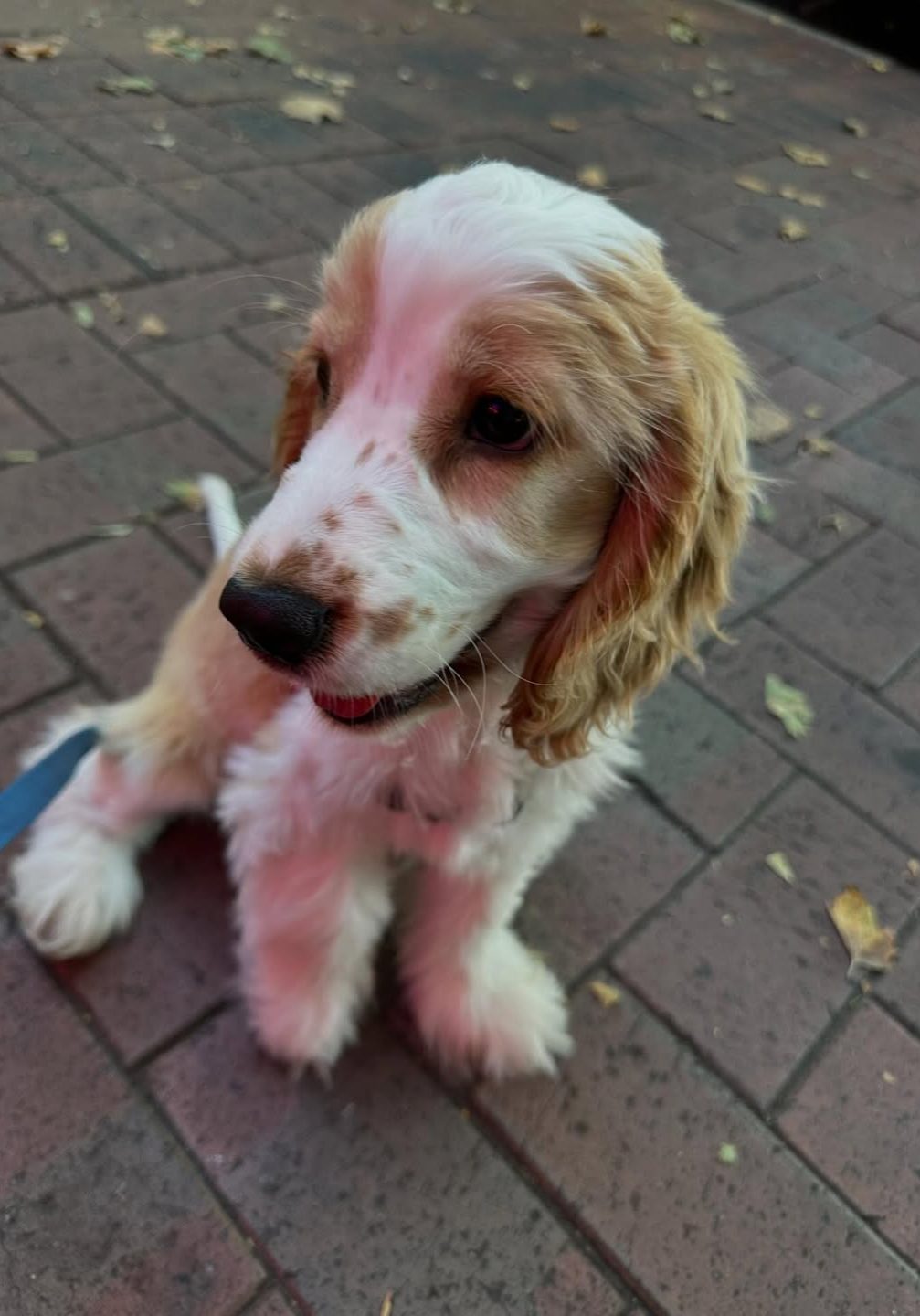 Cooper – Black & White Parti Cocker Spaniel Puppy