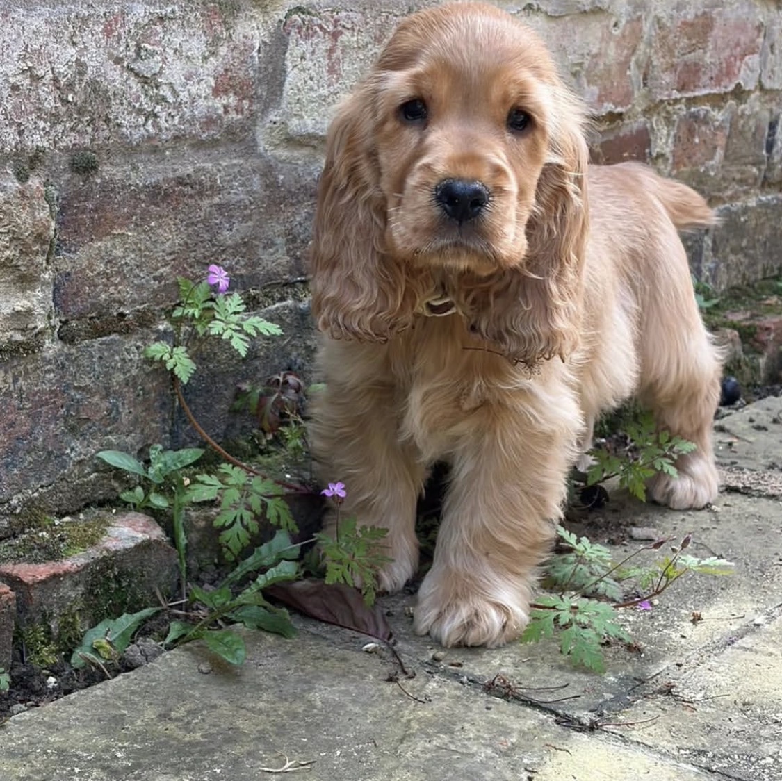 Nani – Golden  English Cocker Spaniel Puppy