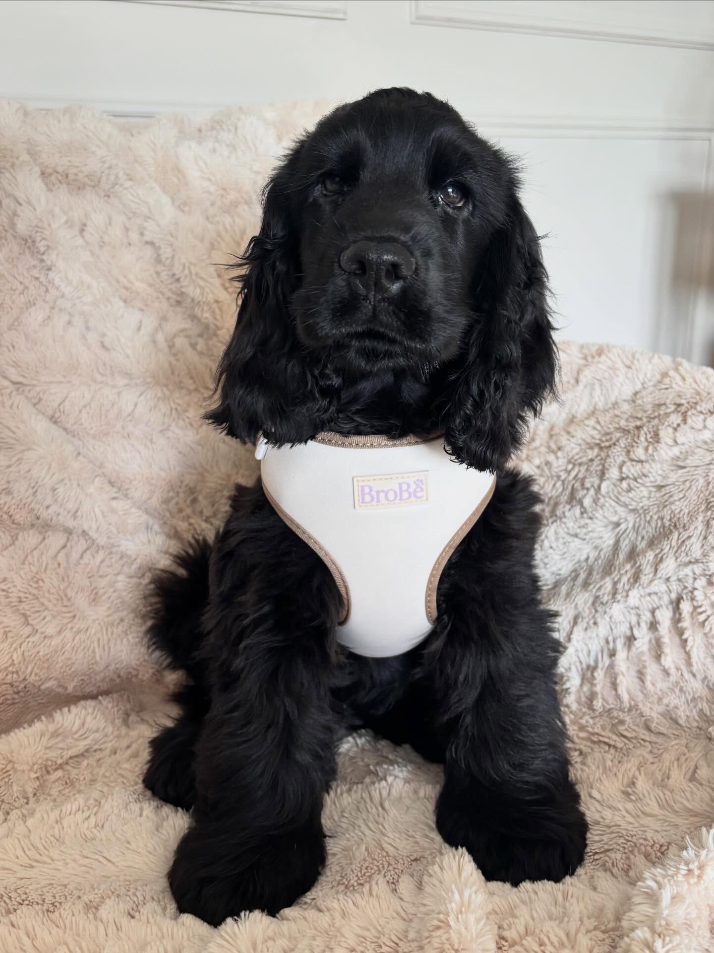 Nana – Solid black  English Cocker Spaniel Puppy