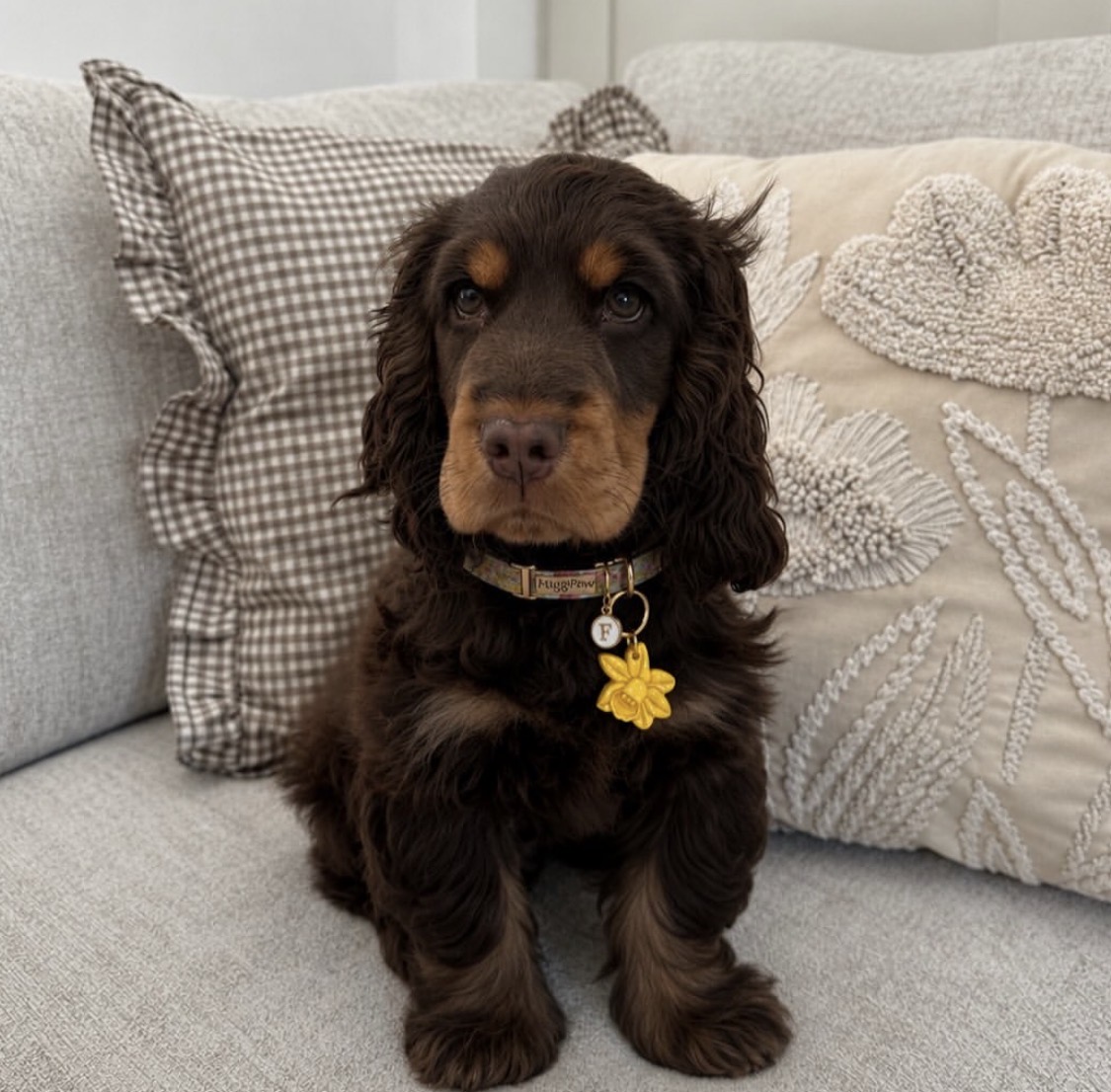 Carol  – Chocolate tan  English Cocker Spaniel Puppy