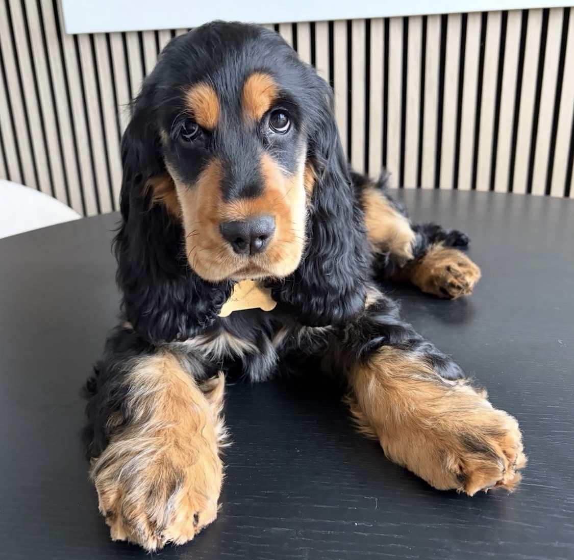 Randy  – Black and tan  English Cocker Spaniel Puppy