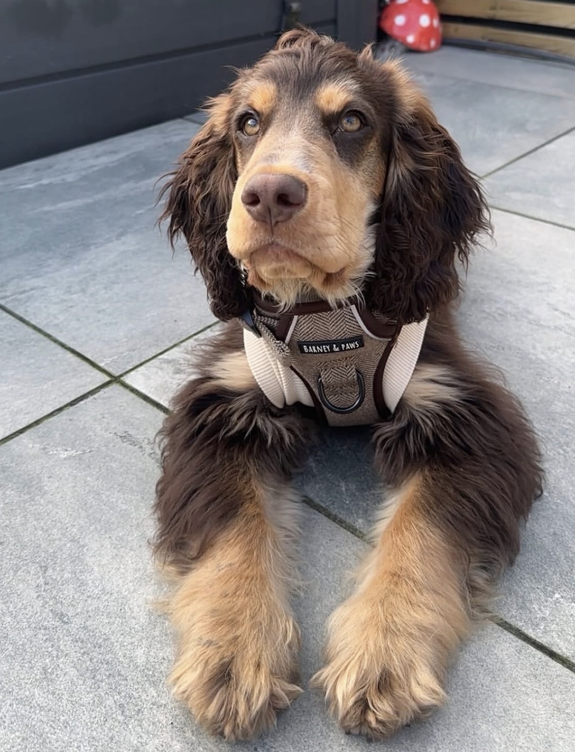 Jame – Liver tan  English Cocker Spaniel Puppy