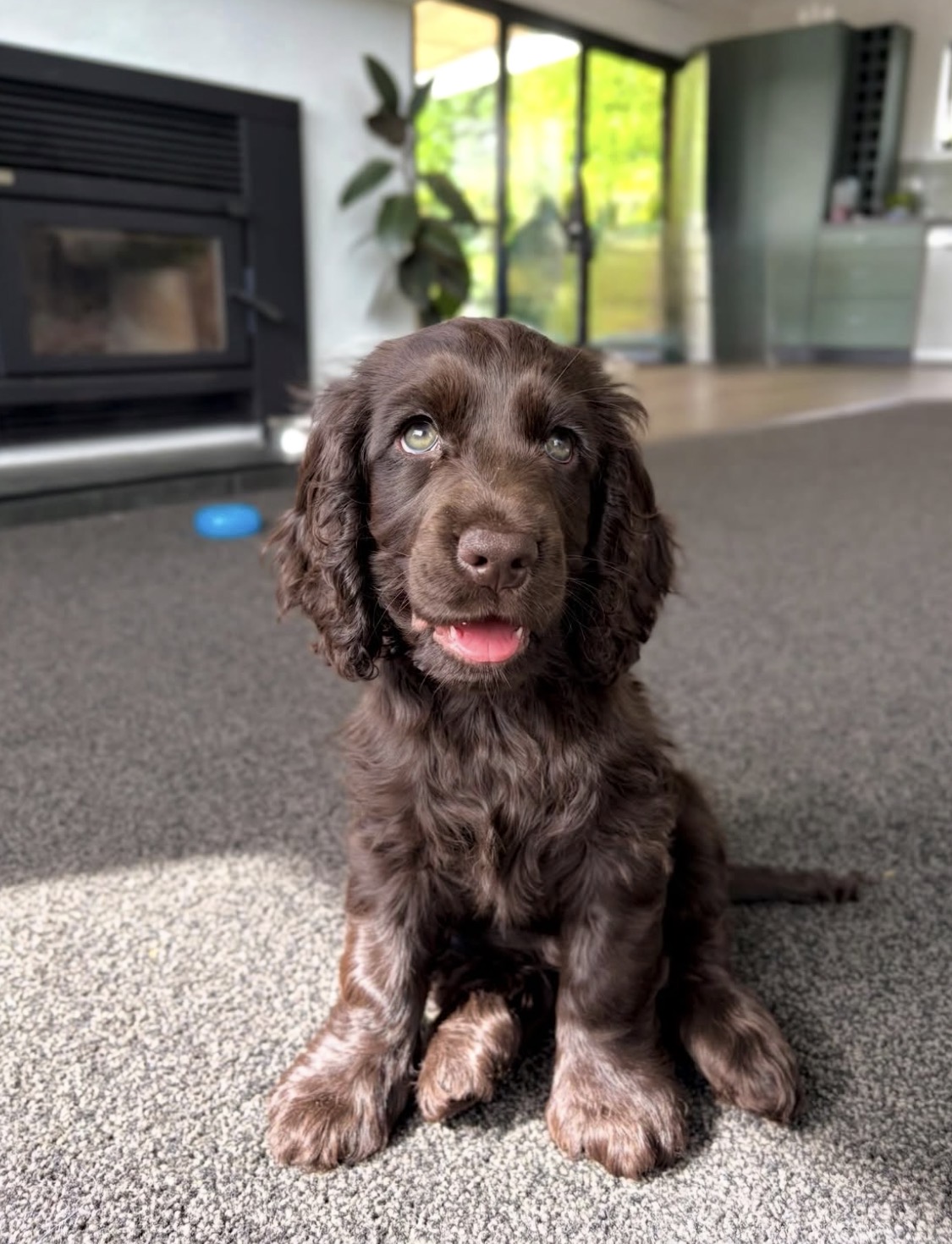 Janna  – Chocolate  English Cocker Spaniel Puppy