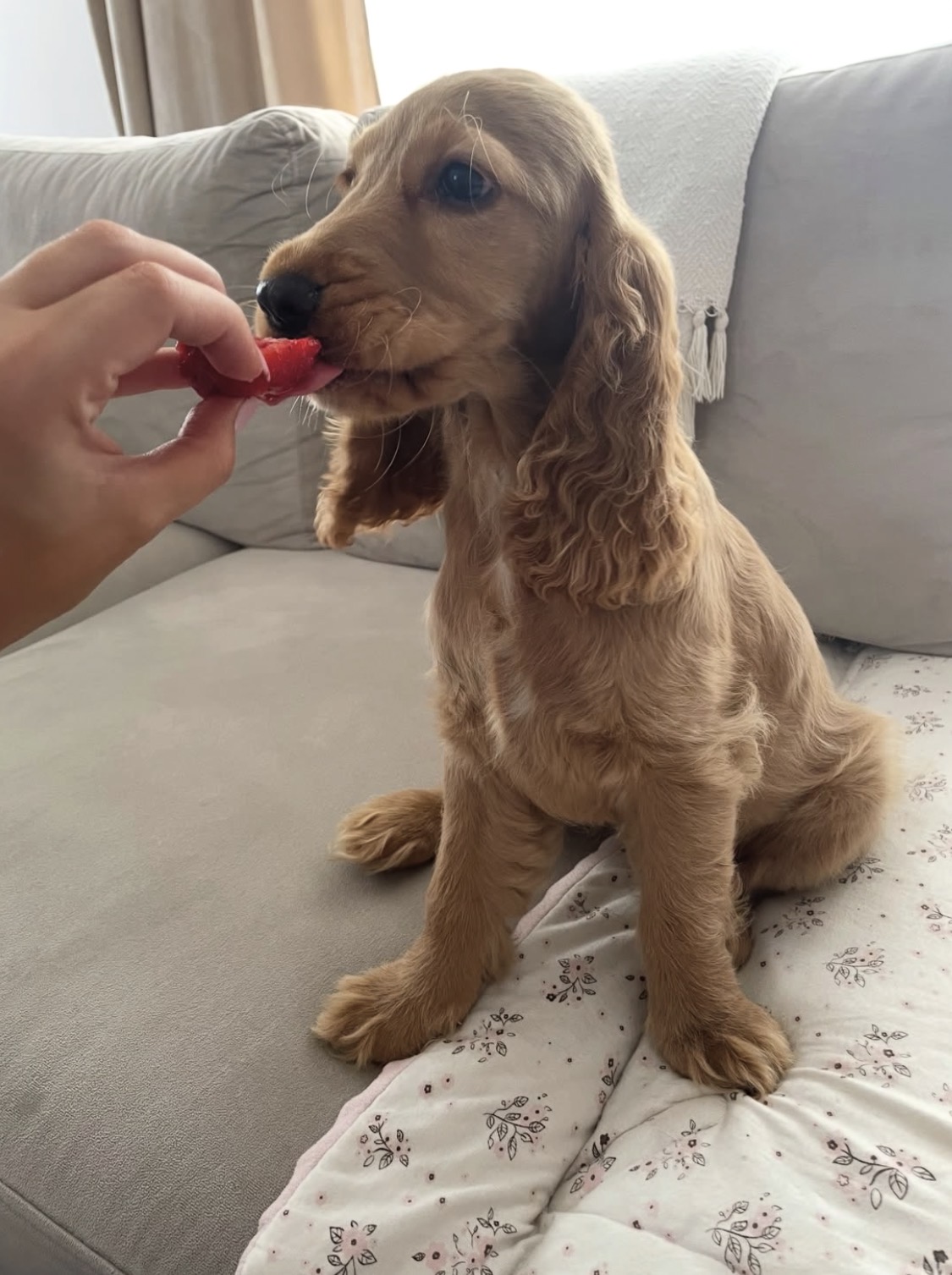Mello – Golden  English Cocker Spaniel Puppy