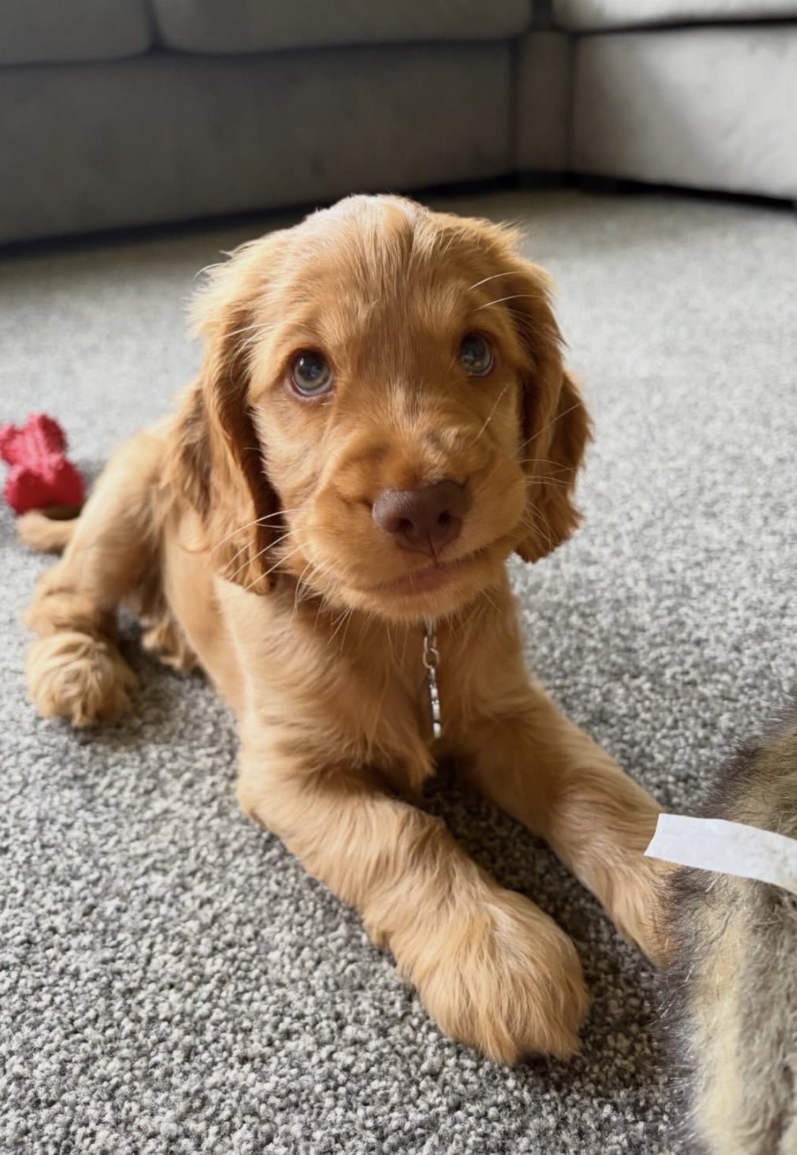 Lily  – Solid golden  English Cocker Spaniel Puppy