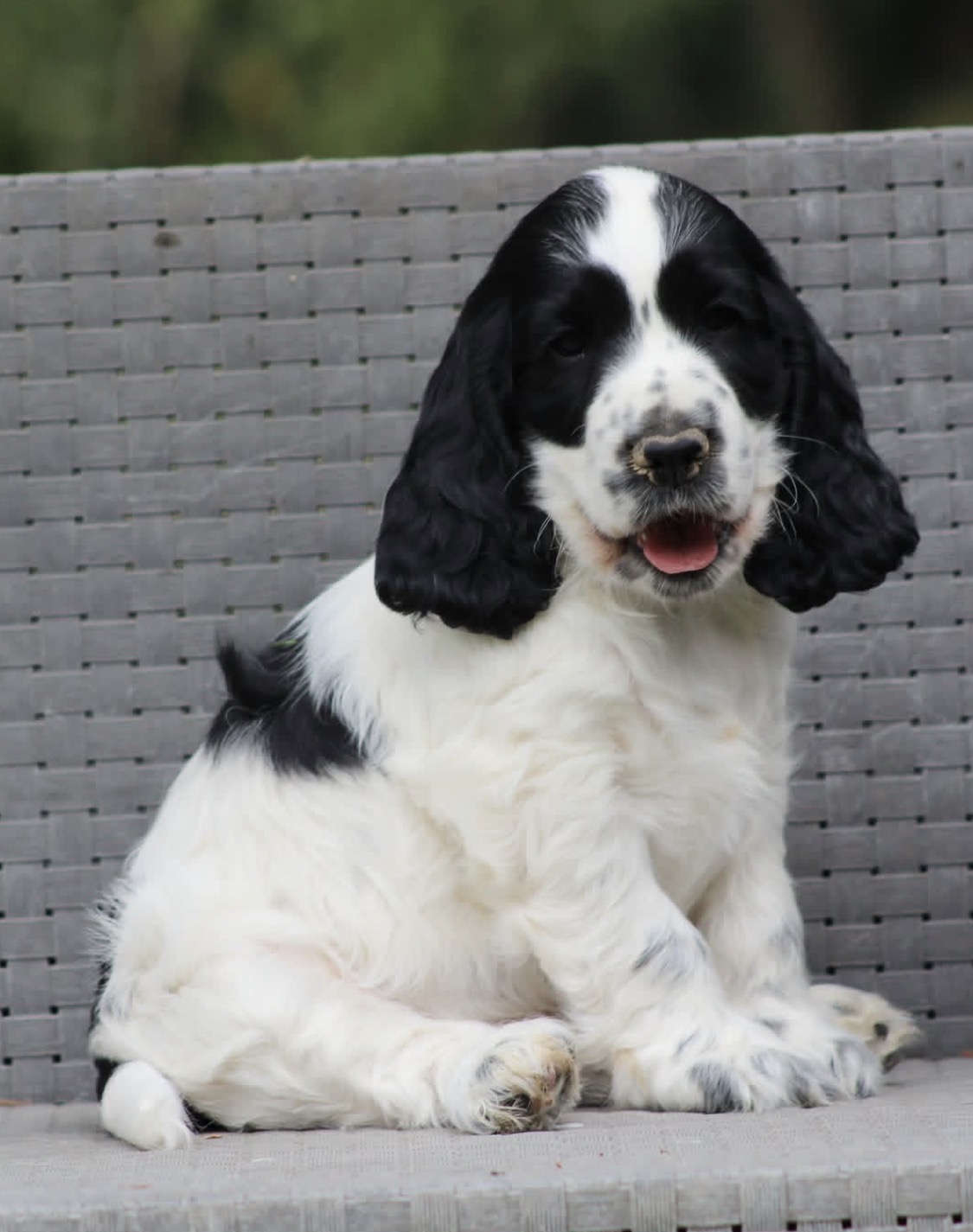 Natali  – Black and white  American Cocker Spaniel
