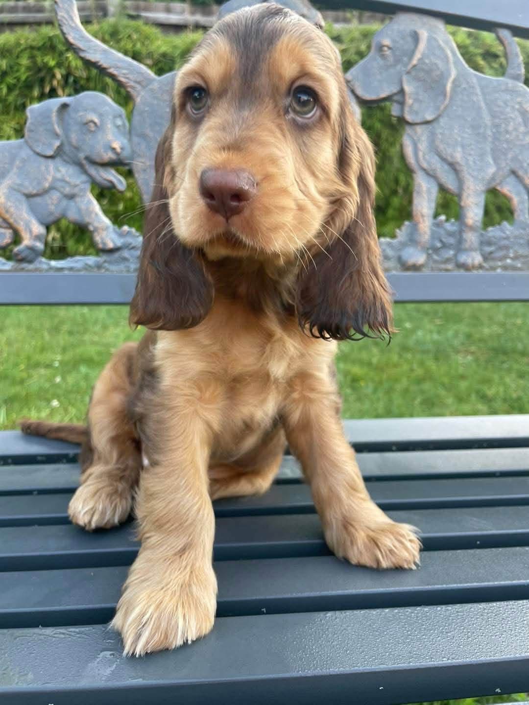 Max  – Chocolate liver  English Cocker Spaniel Puppy