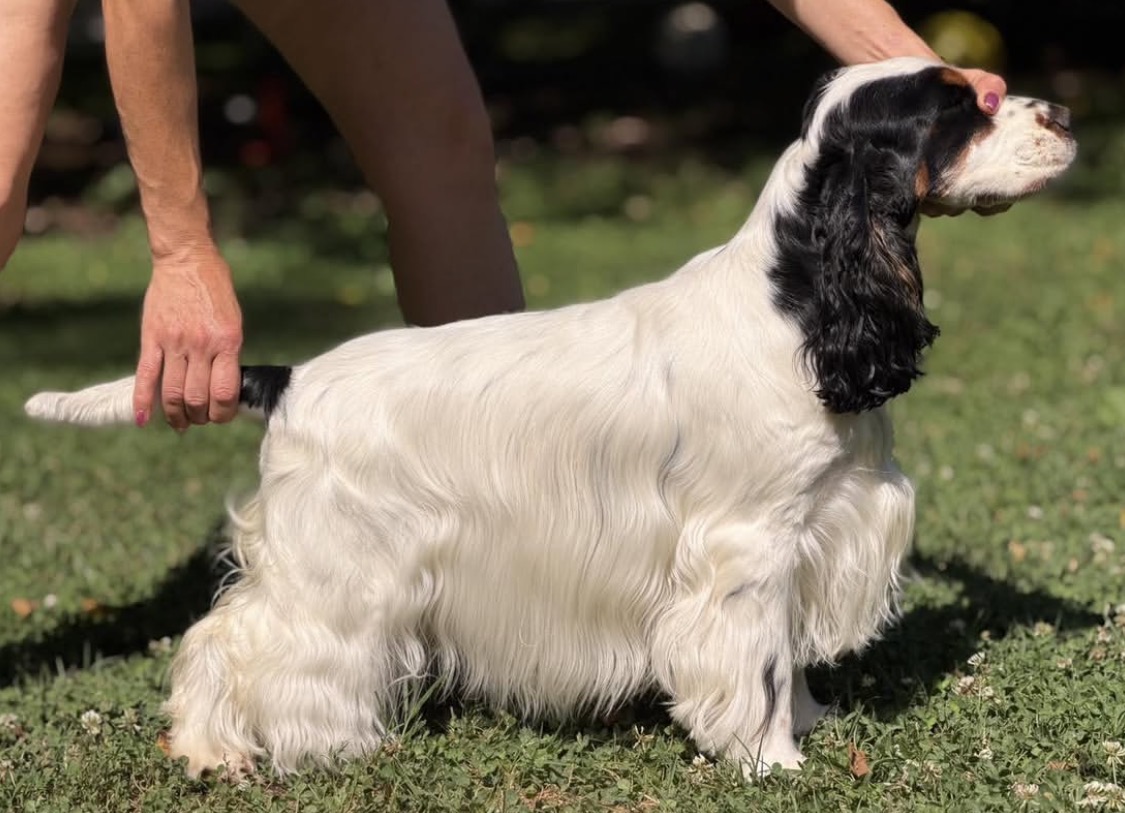 Shadow  – Black and white tan  American Cocker Spaniel