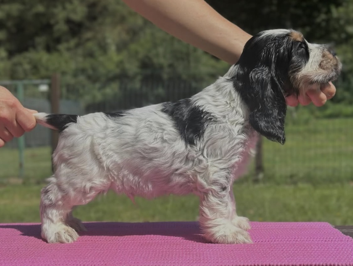 Nova  – Blue Roan  English Cocker Spaniel Puppy