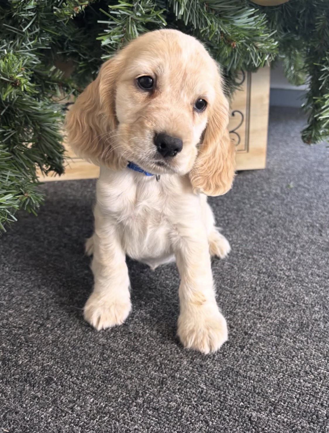 Loe  – Orange roan  English Cocker Spaniel Puppy