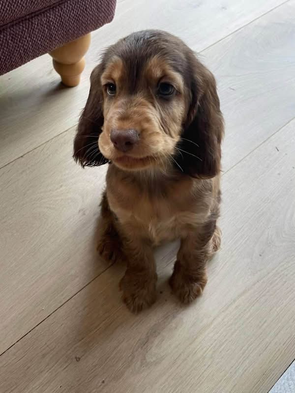 Nala  – Chocolate sable  American Cocker Spaniel