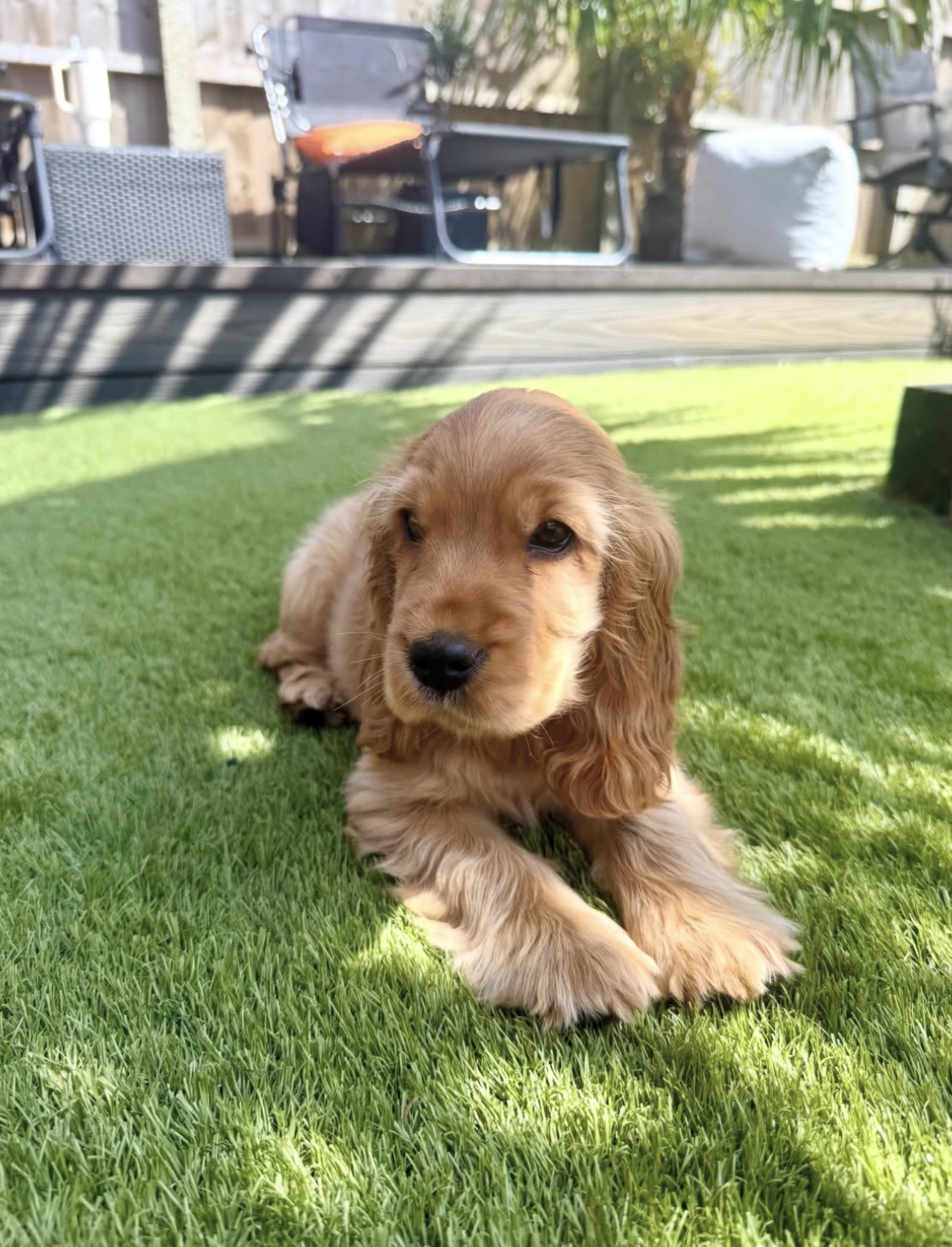 Coco – Golden  English Cocker Spaniel Puppy