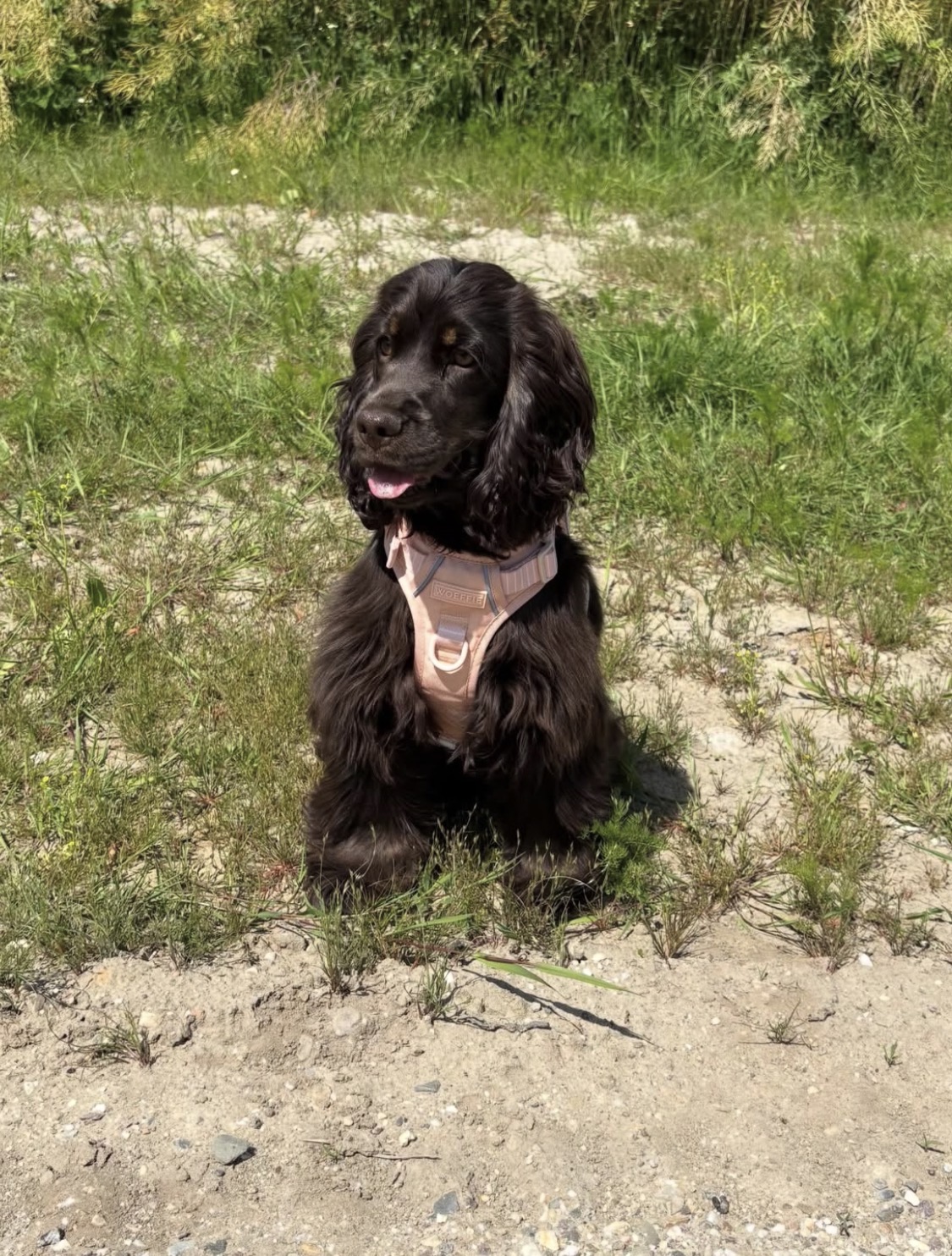 Lola  – Chocolate  American Cocker Spaniel