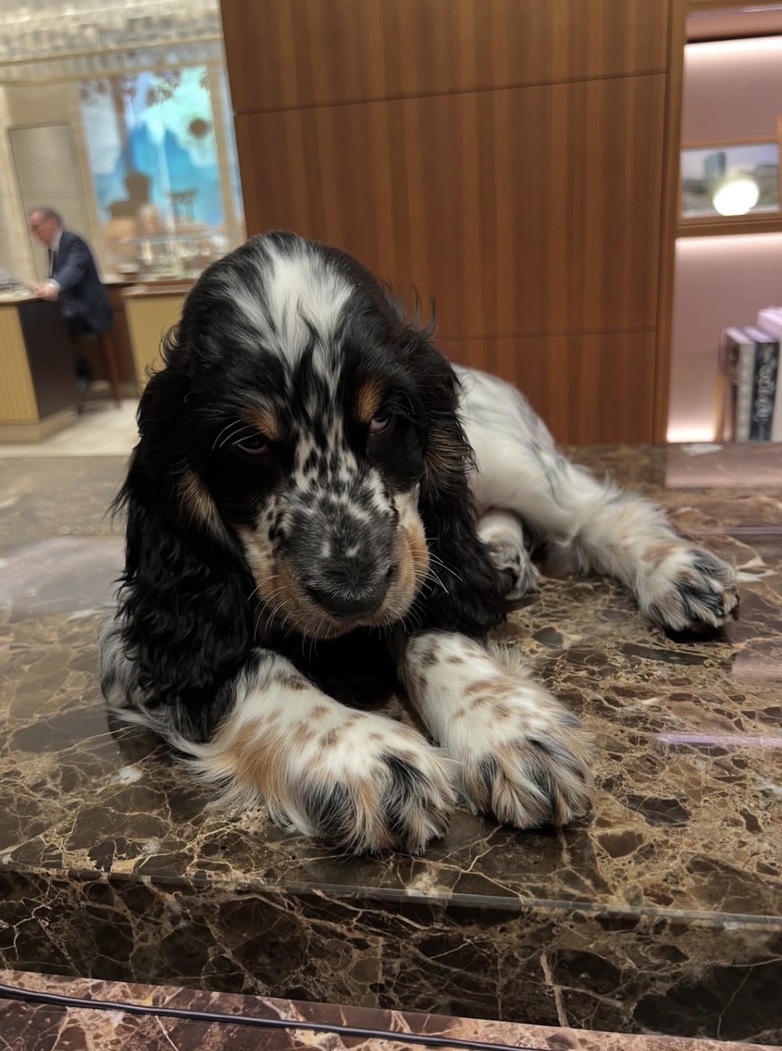 Bruno  – Tricolor Roan American Cocker Spaniel