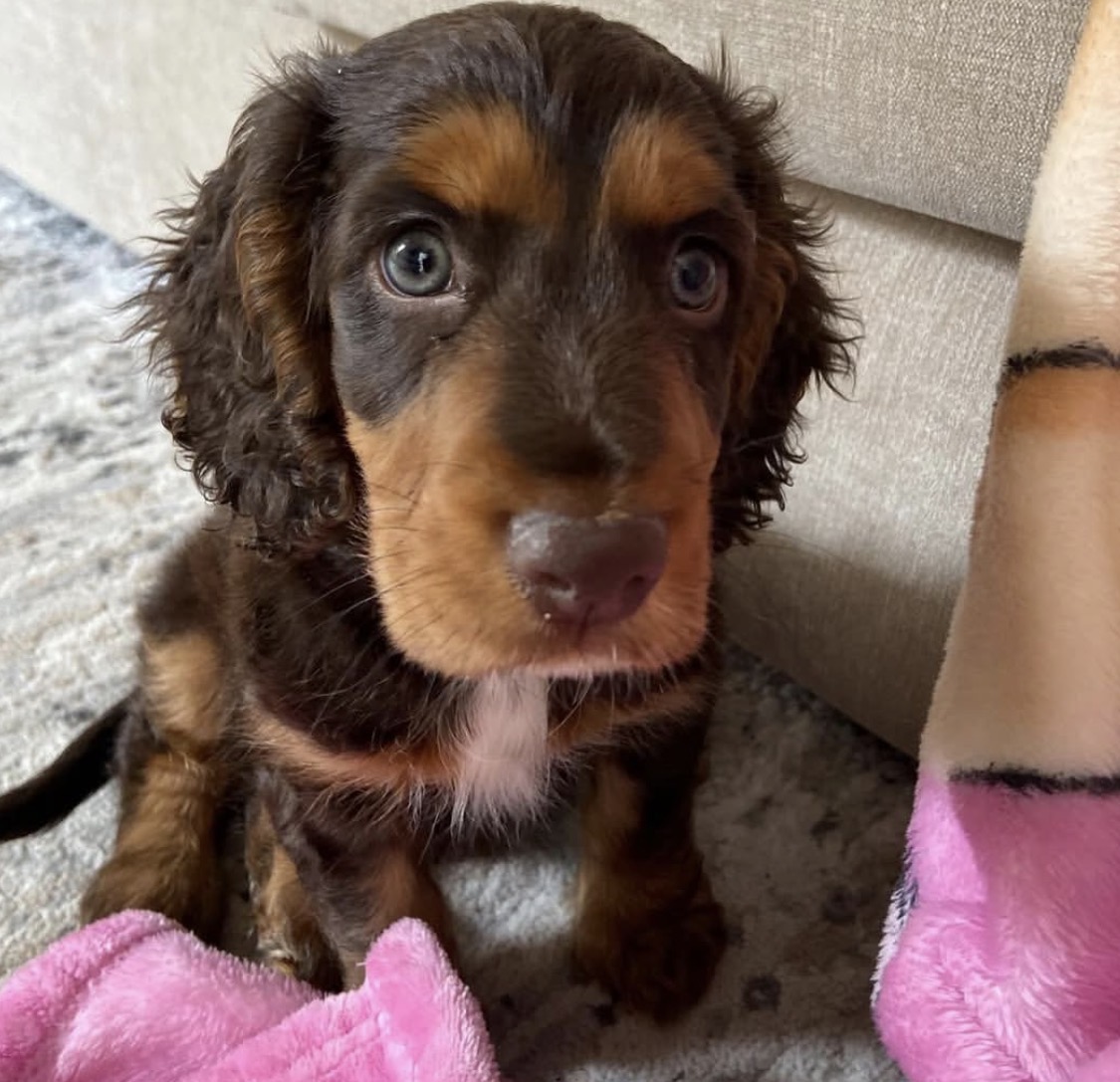 Duke  – Chocolate and Tan American Cocker Spaniel