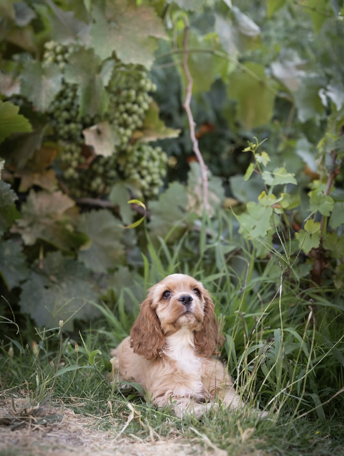 Milo  – Red and white  American Cocker Spaniel