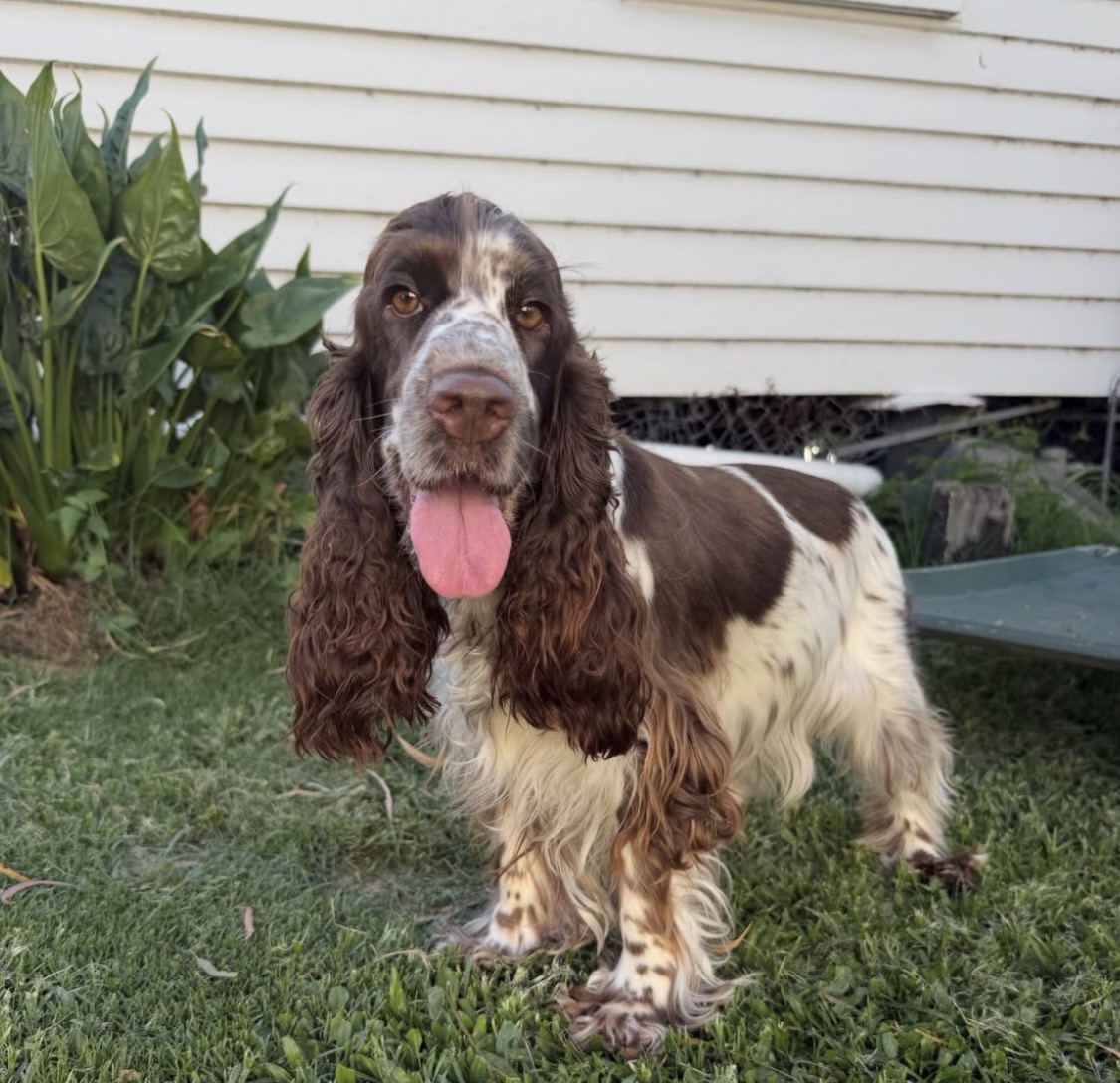 Beau  – Liver and white  American Cocker Spaniel