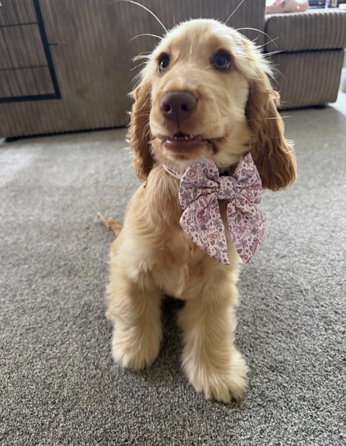 Honey  – Golden  English Cocker Spaniel Puppy