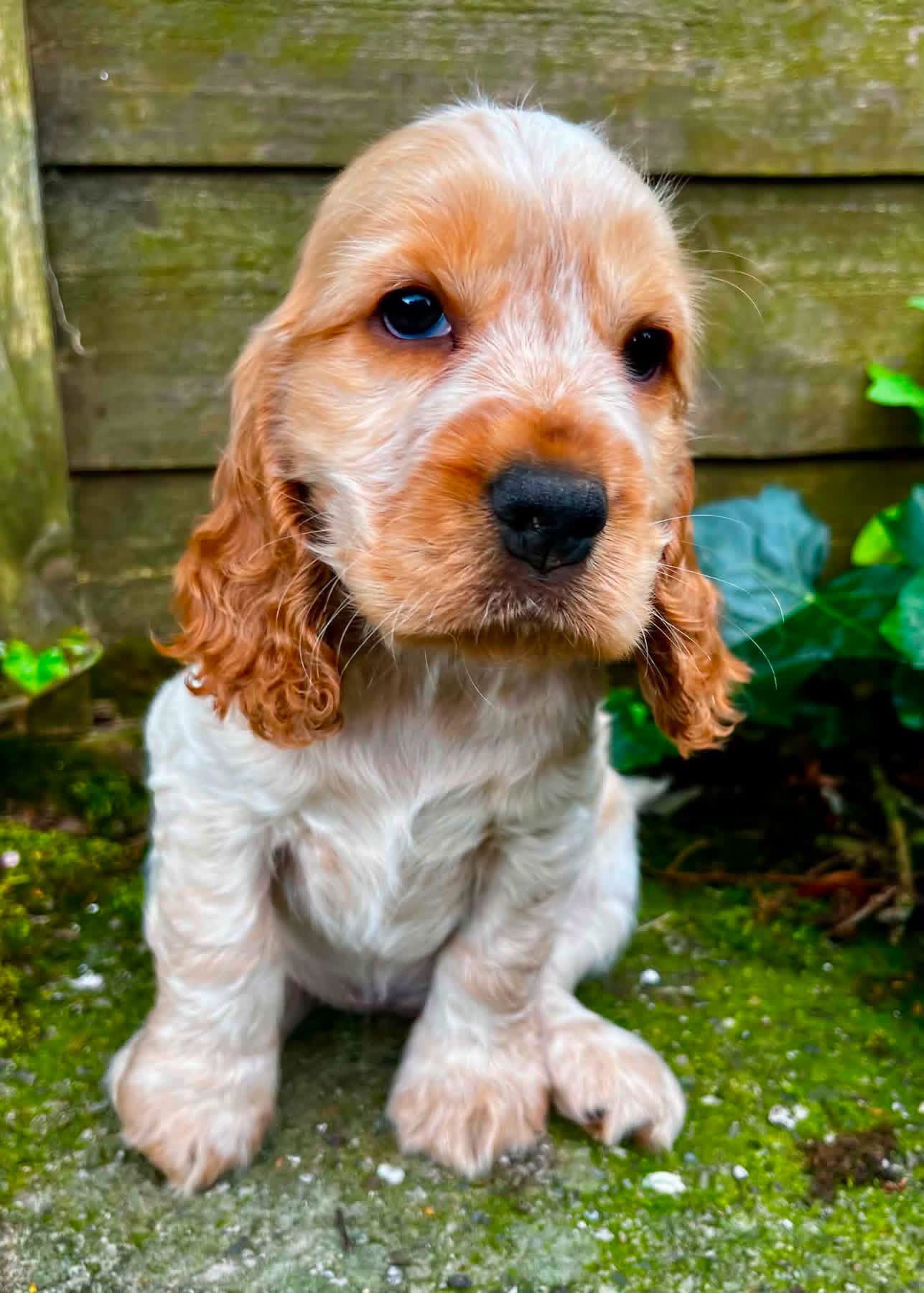 Jasper – Orange roan  English Cocker Spaniel Puppy