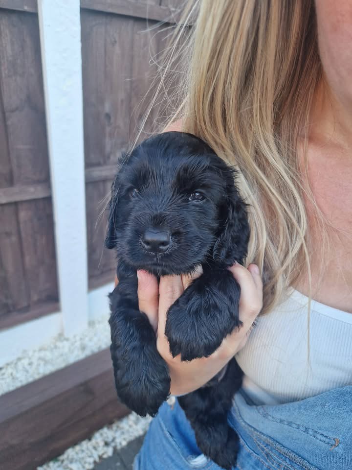 Cali  – Black  English Cocker Spaniel Puppy