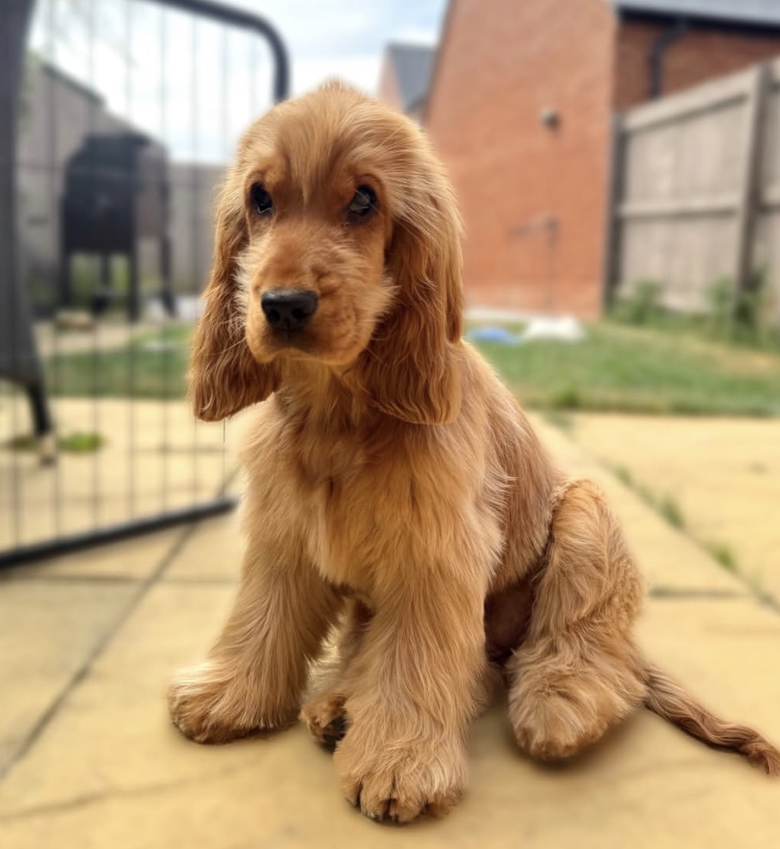 Toby  – Golden  American Cocker Spaniel