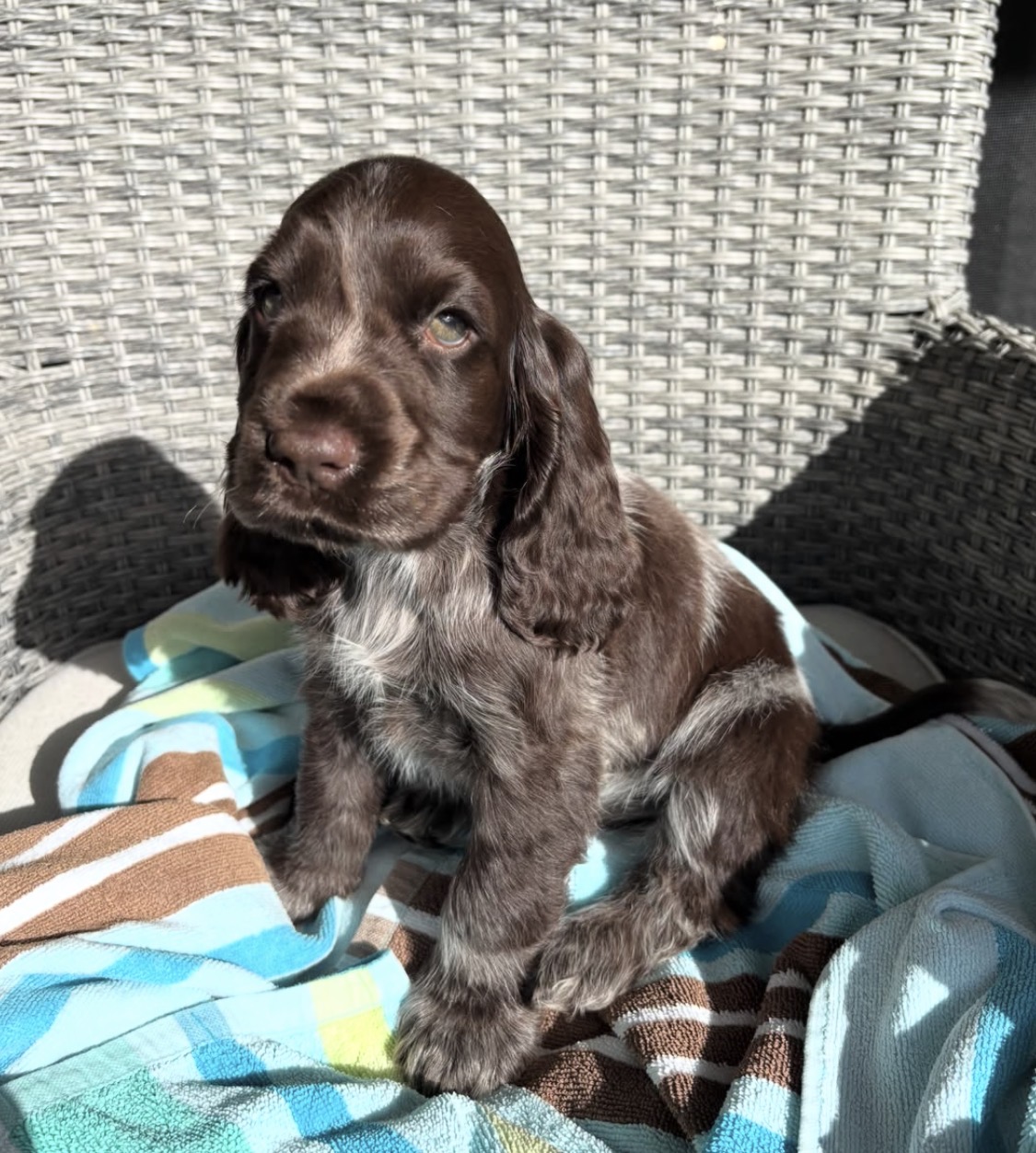 Tina  – Liver roan  American Cocker Spaniel