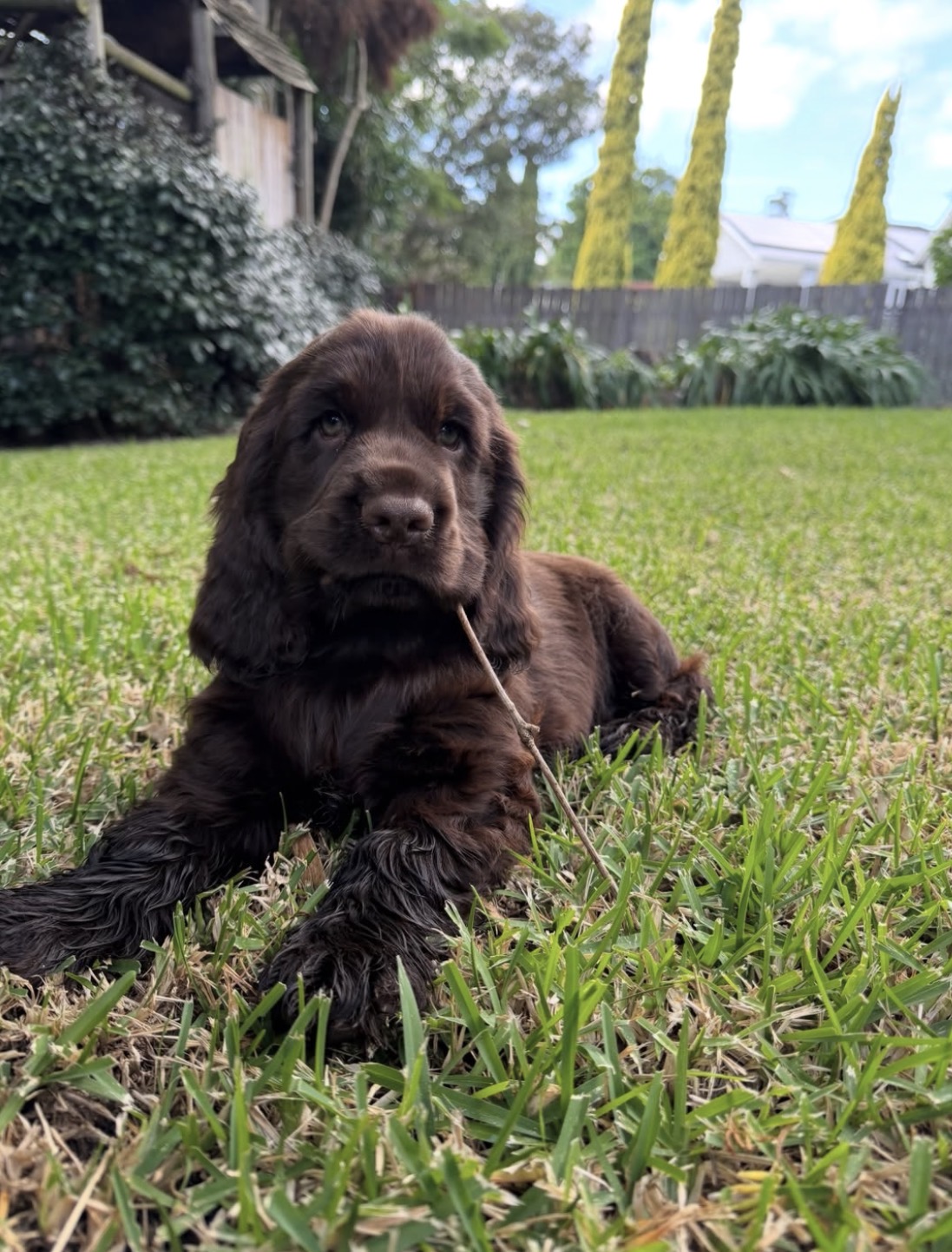 Jeff – Chocolate  English Cocker Spaniel Puppy