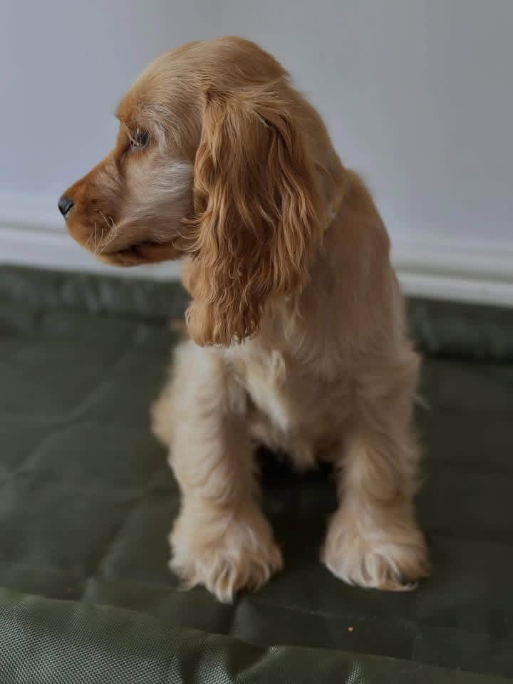 Sonic  – Golden  English Cocker Spaniel Puppy