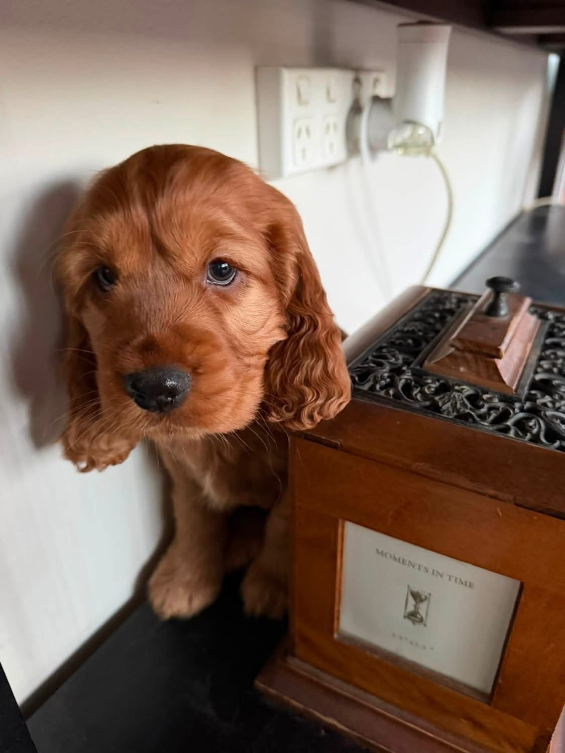 Deco  – White golden  American Cocker Spaniel
