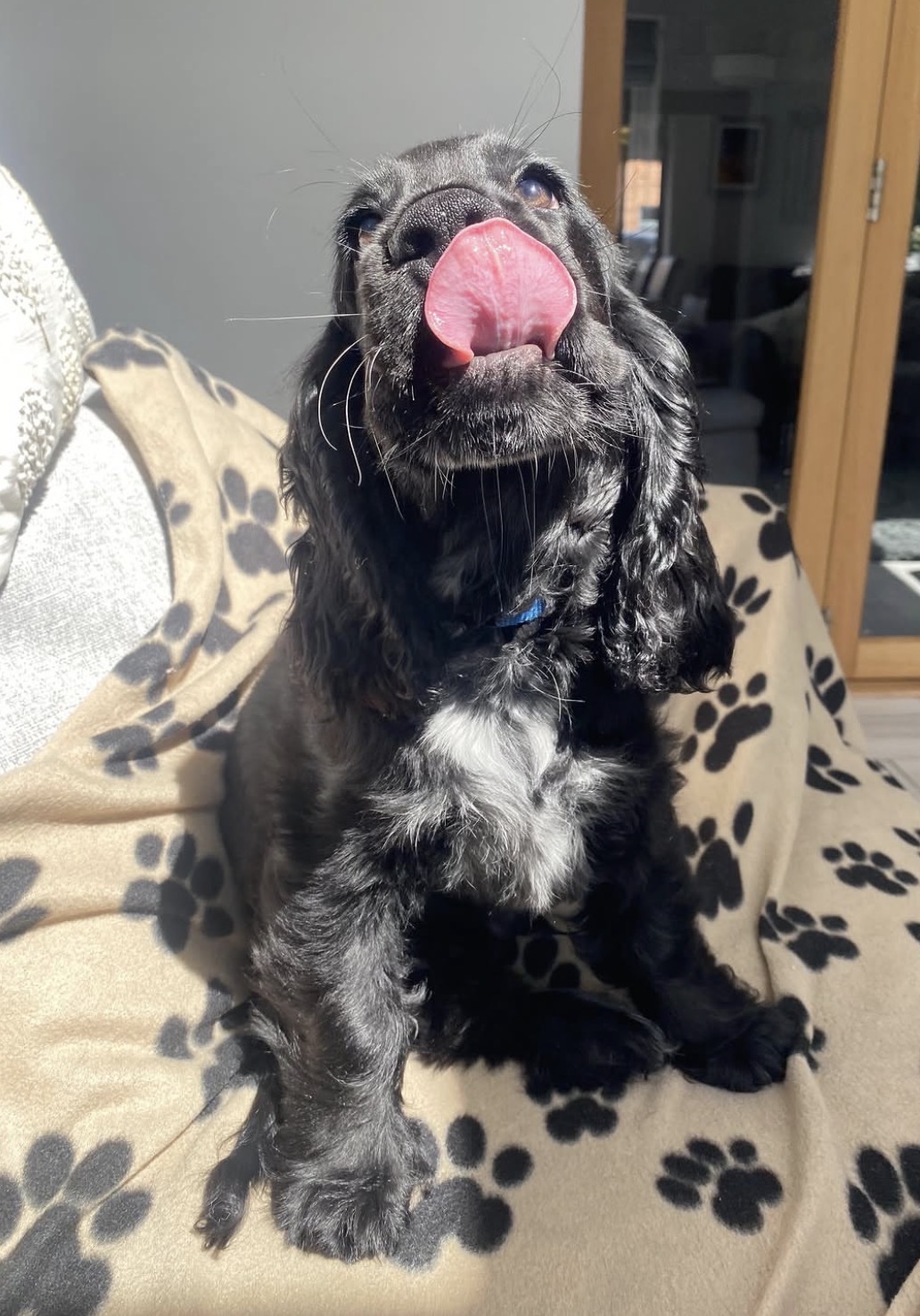 Nash  – Black and white  American Cocker Spaniel
