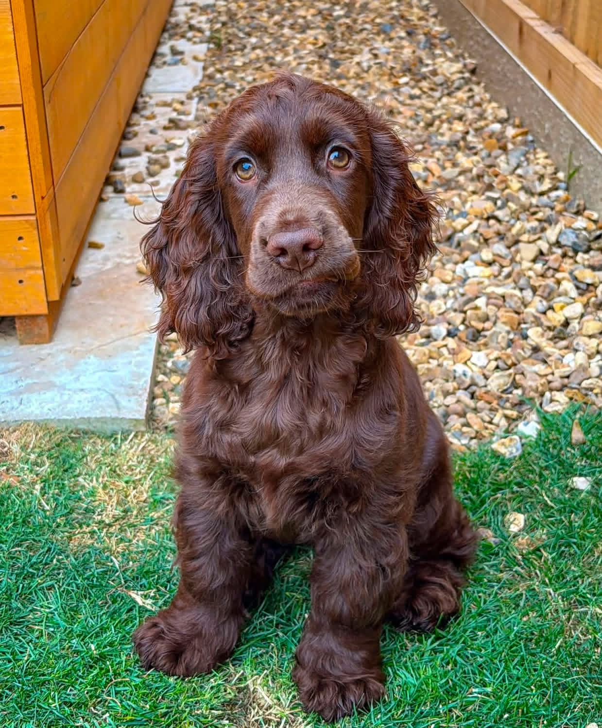 Praise  – Chocolate  English Cocker Spaniel Puppy