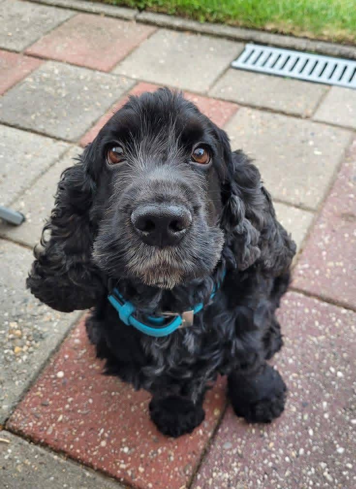 Natha – Black  American Cocker Spaniel