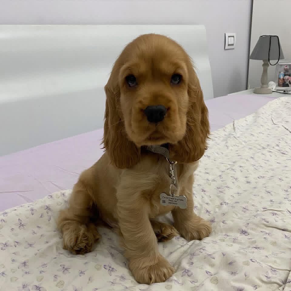 Kira – Golden  American Cocker Spaniel