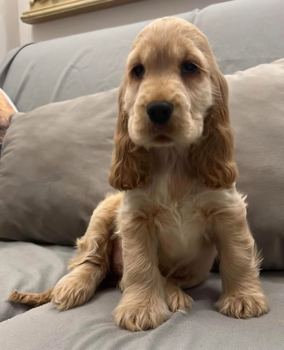 Hubby  – Golden  American Cocker Spaniel