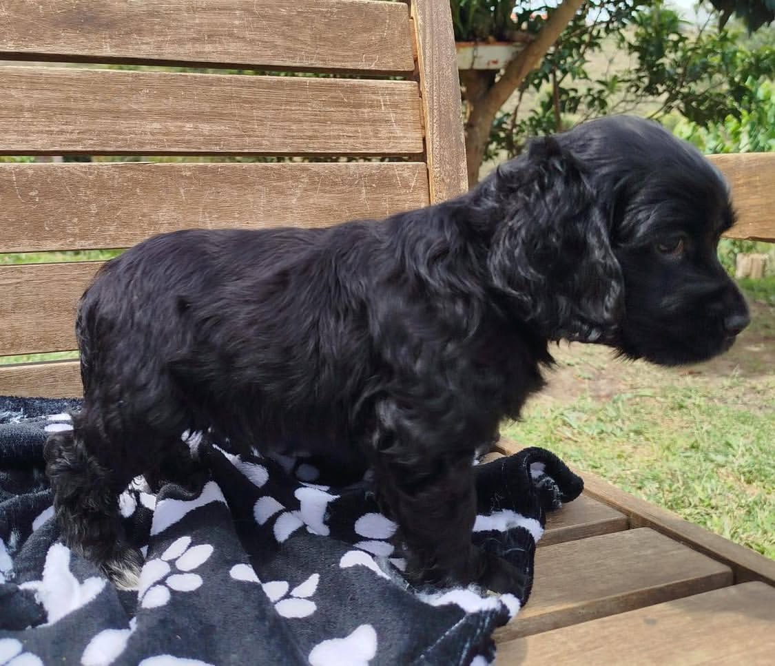 Finn – Black  American Cocker Spaniel