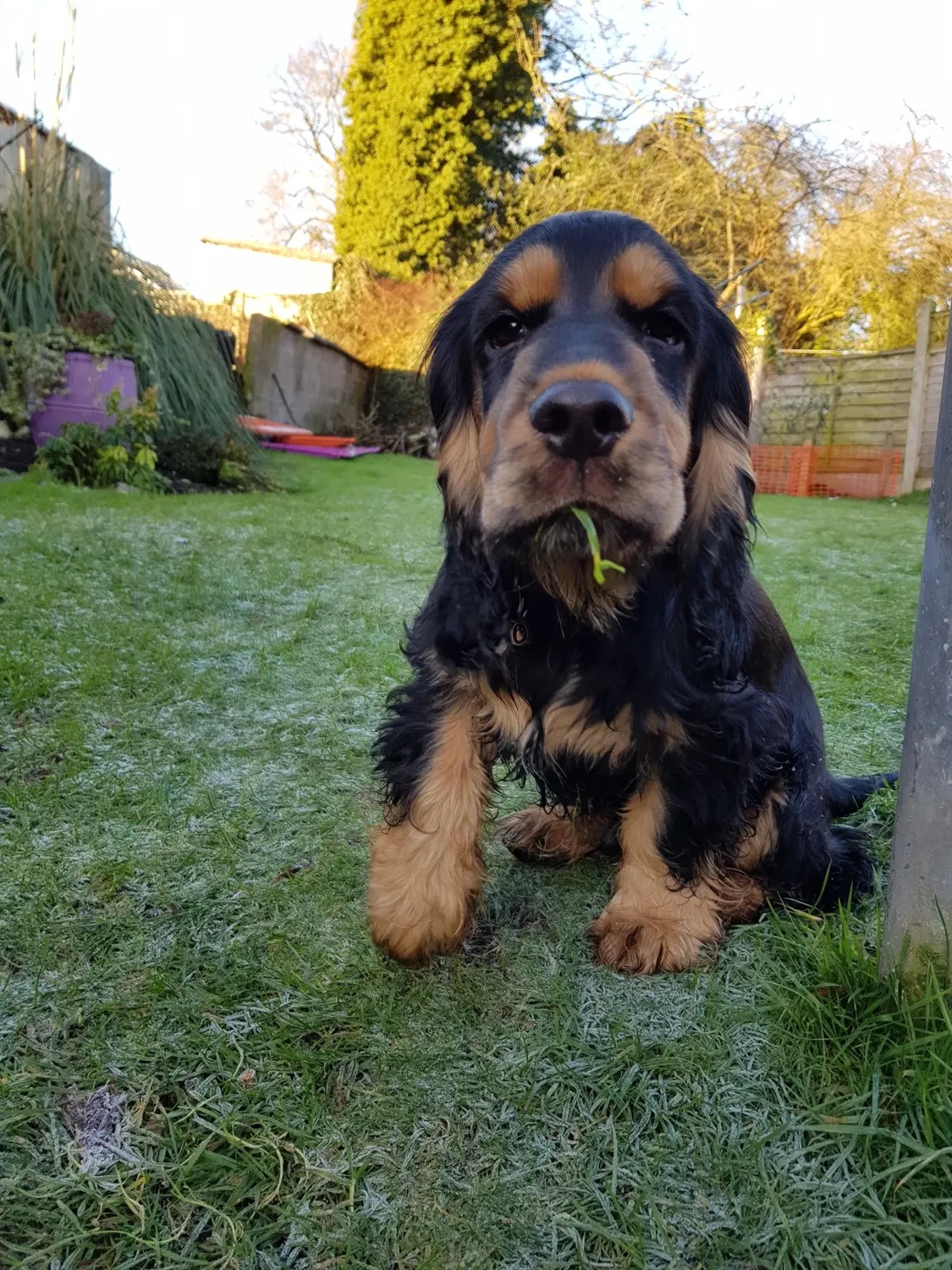 Nova – Chocolate  American Cocker Spaniel