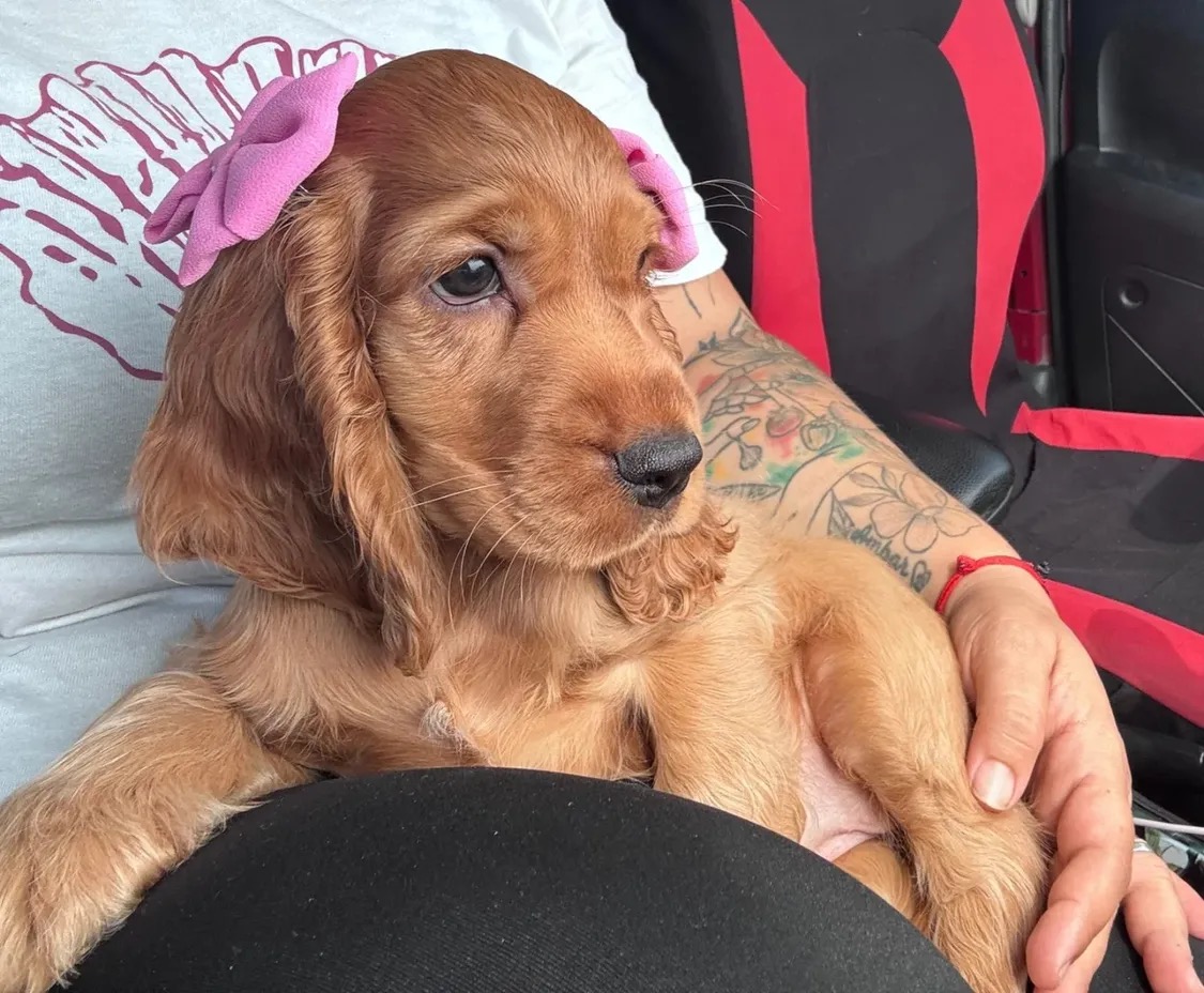 Zoey  – Golden  American Cocker Spaniel