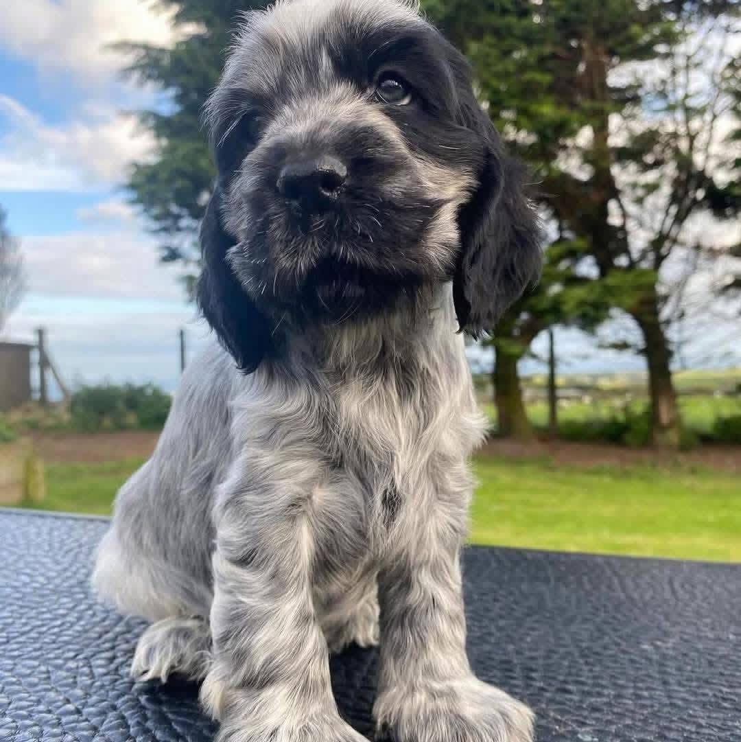 Toby – Black and white American Cocker Spaniel