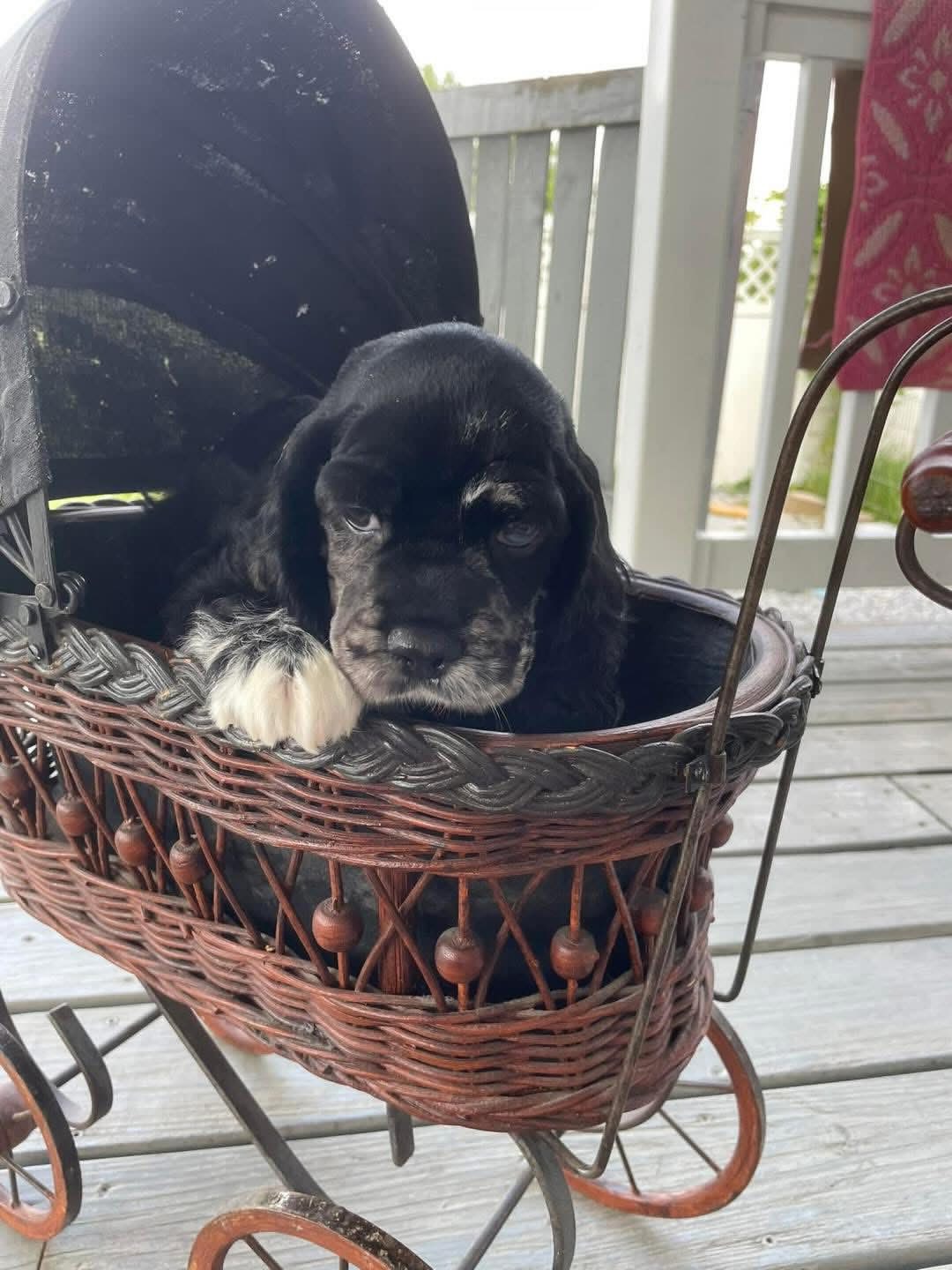 Theo  – black and white English Cocker Spaniel Puppy