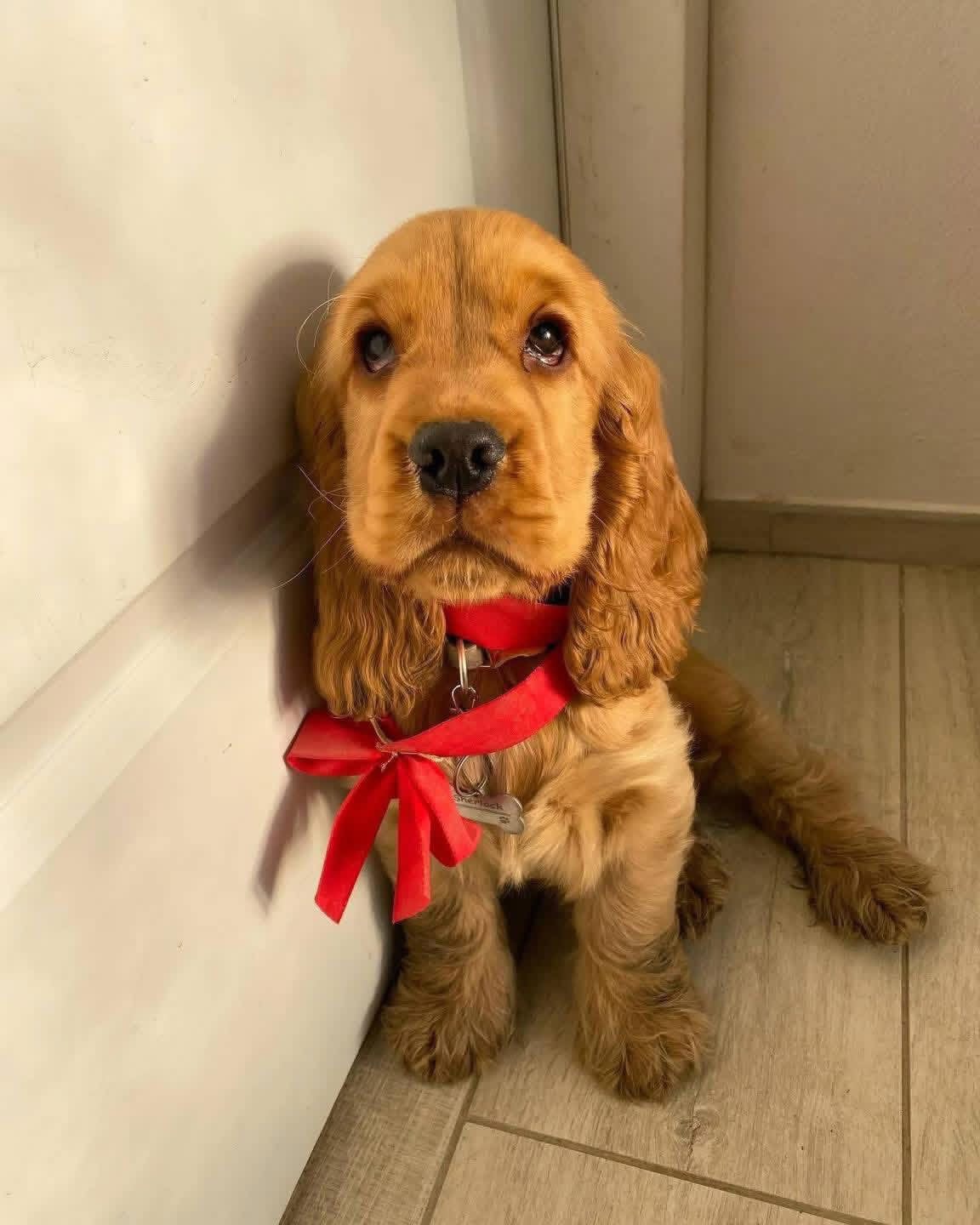 Simba – Golden  English Cocker Spaniel Puppy